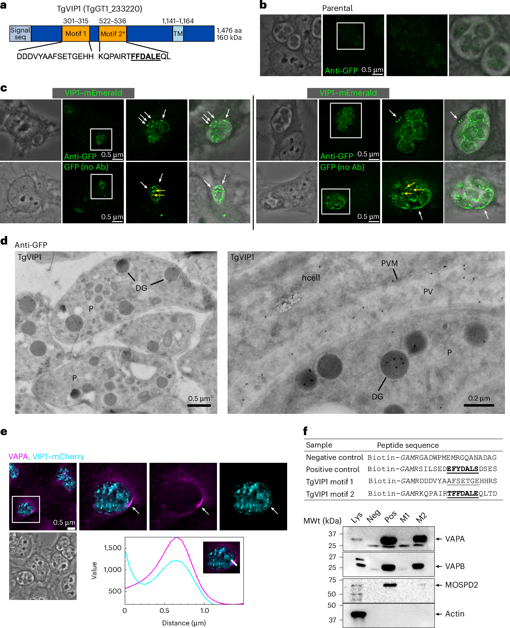 Fig. 5: TgVIP1 localization and FFAT motif interaction.