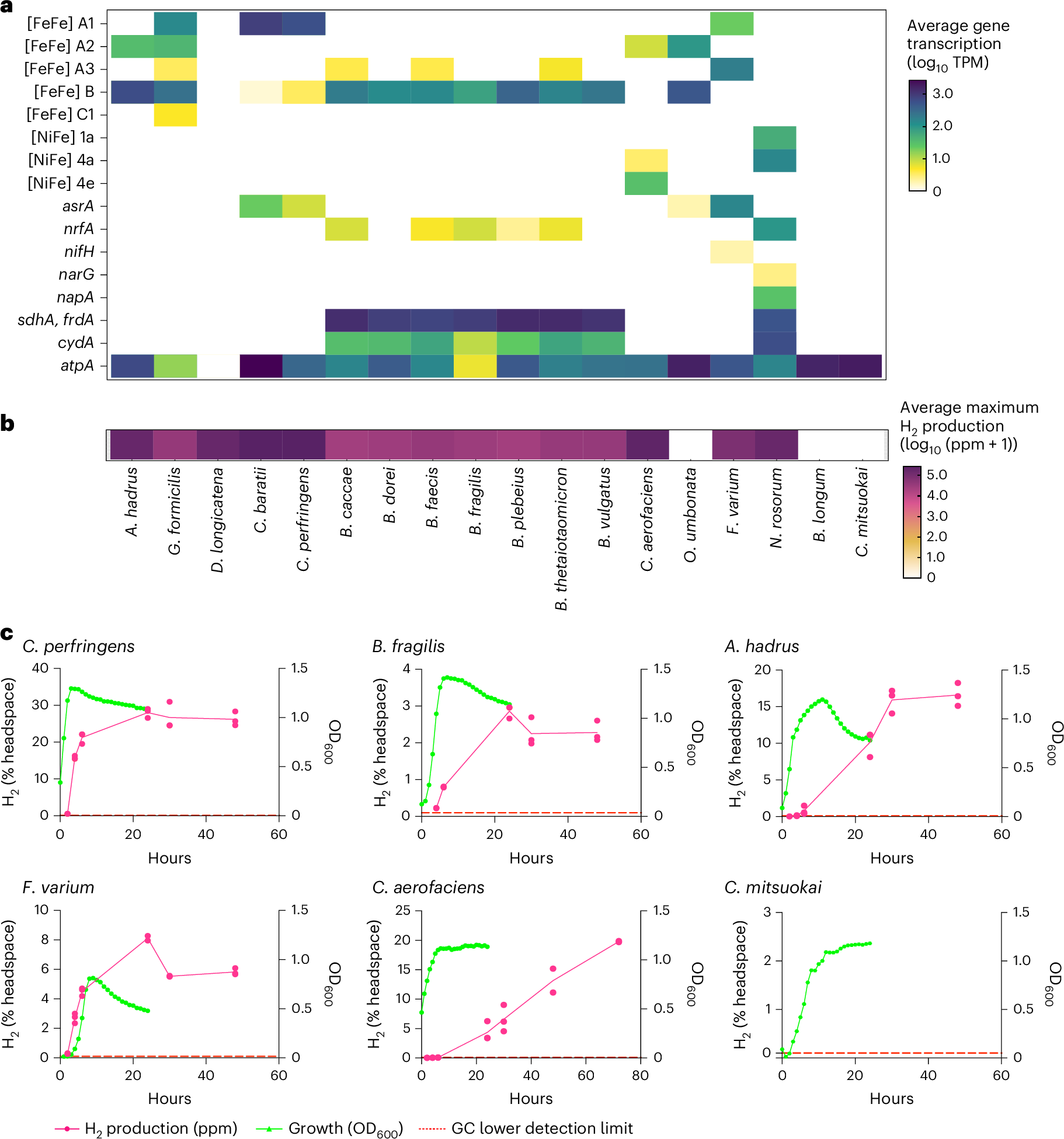 Fig. 3: Hydrogenase transcription and activity across 18 bacterial gut isolates.