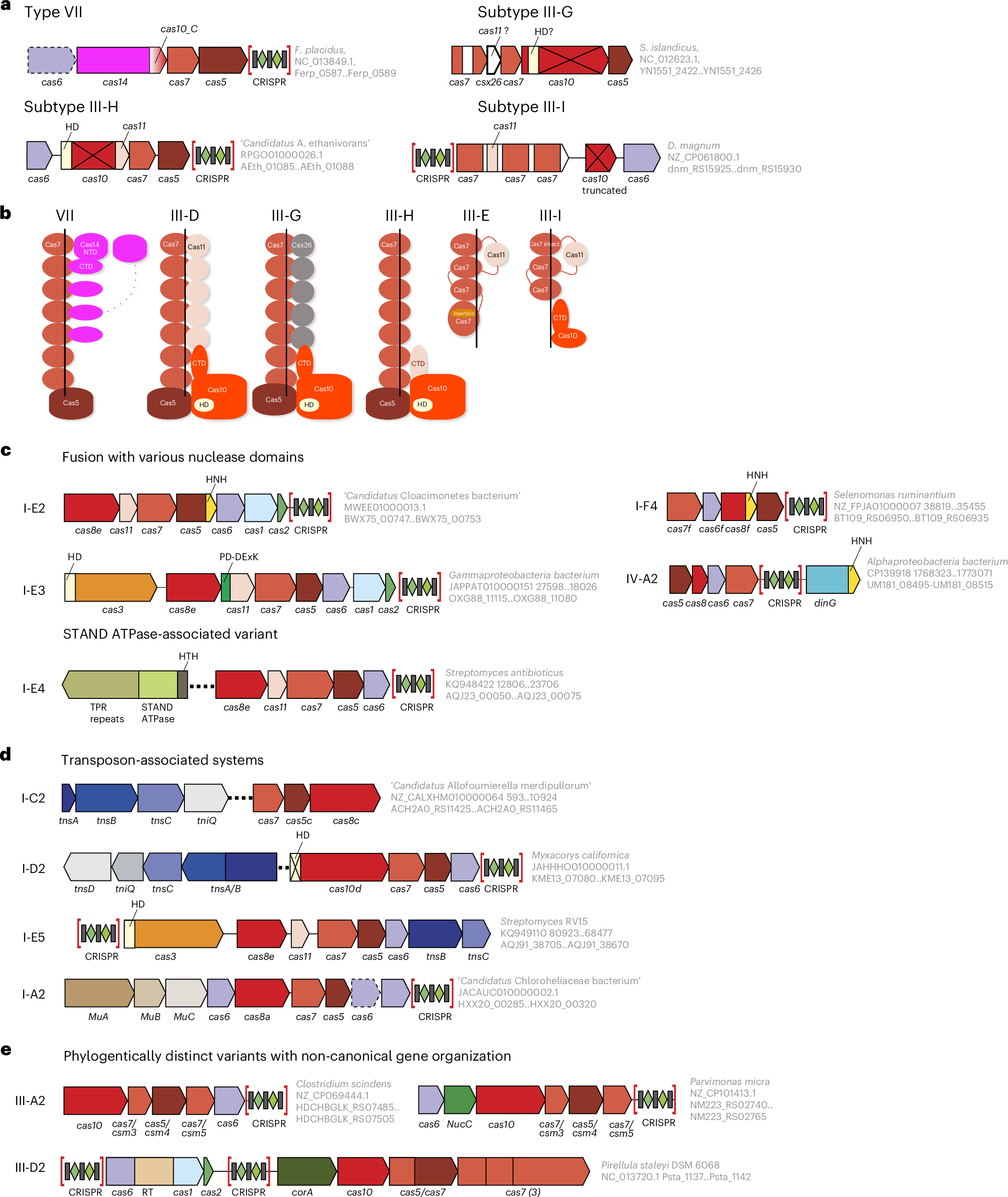 Fig. 2: New class 1 CRISPR–Cas systems.