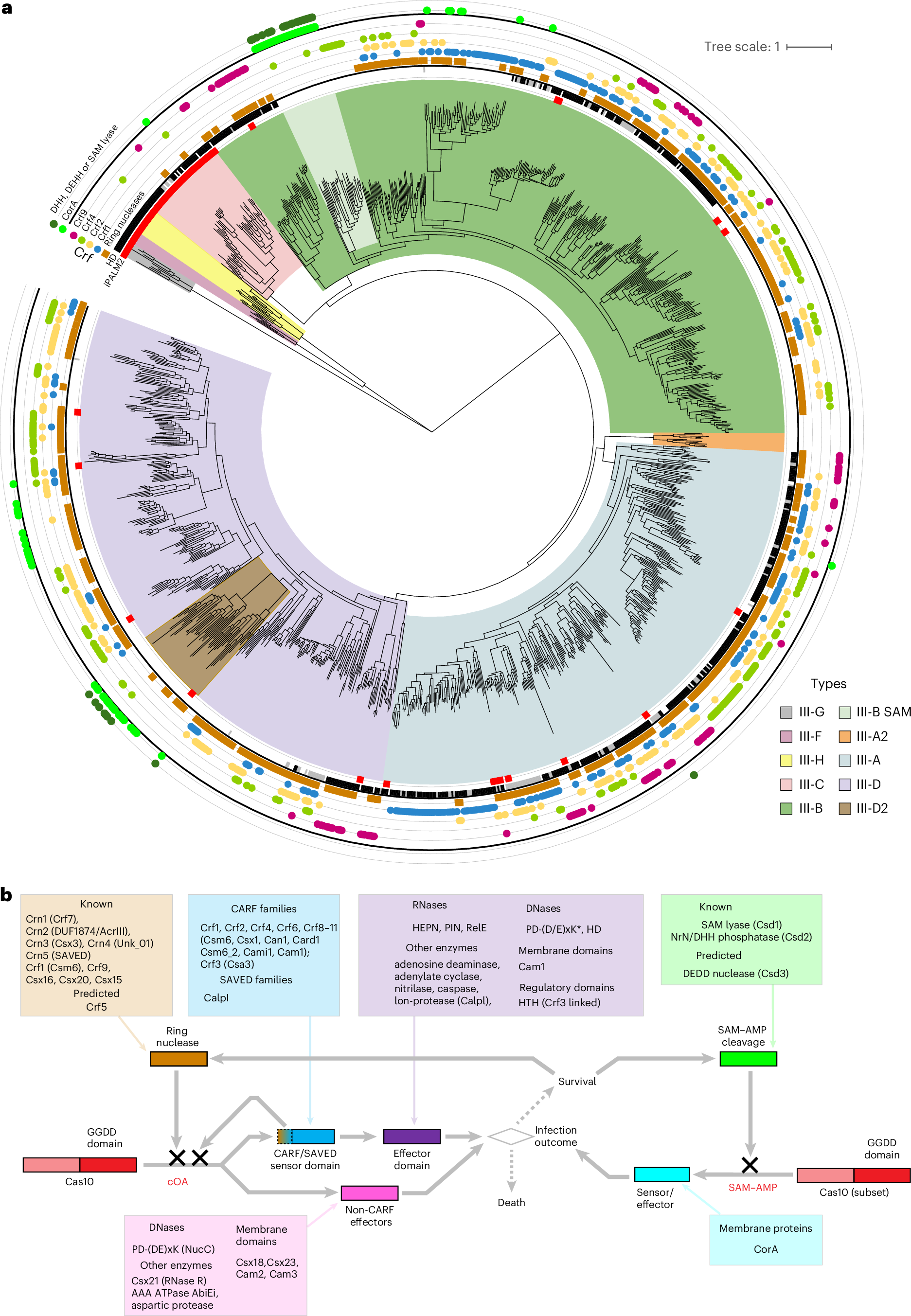 Fig. 3: The built-in signalling pathway of type III CRISPR–Cas systems.