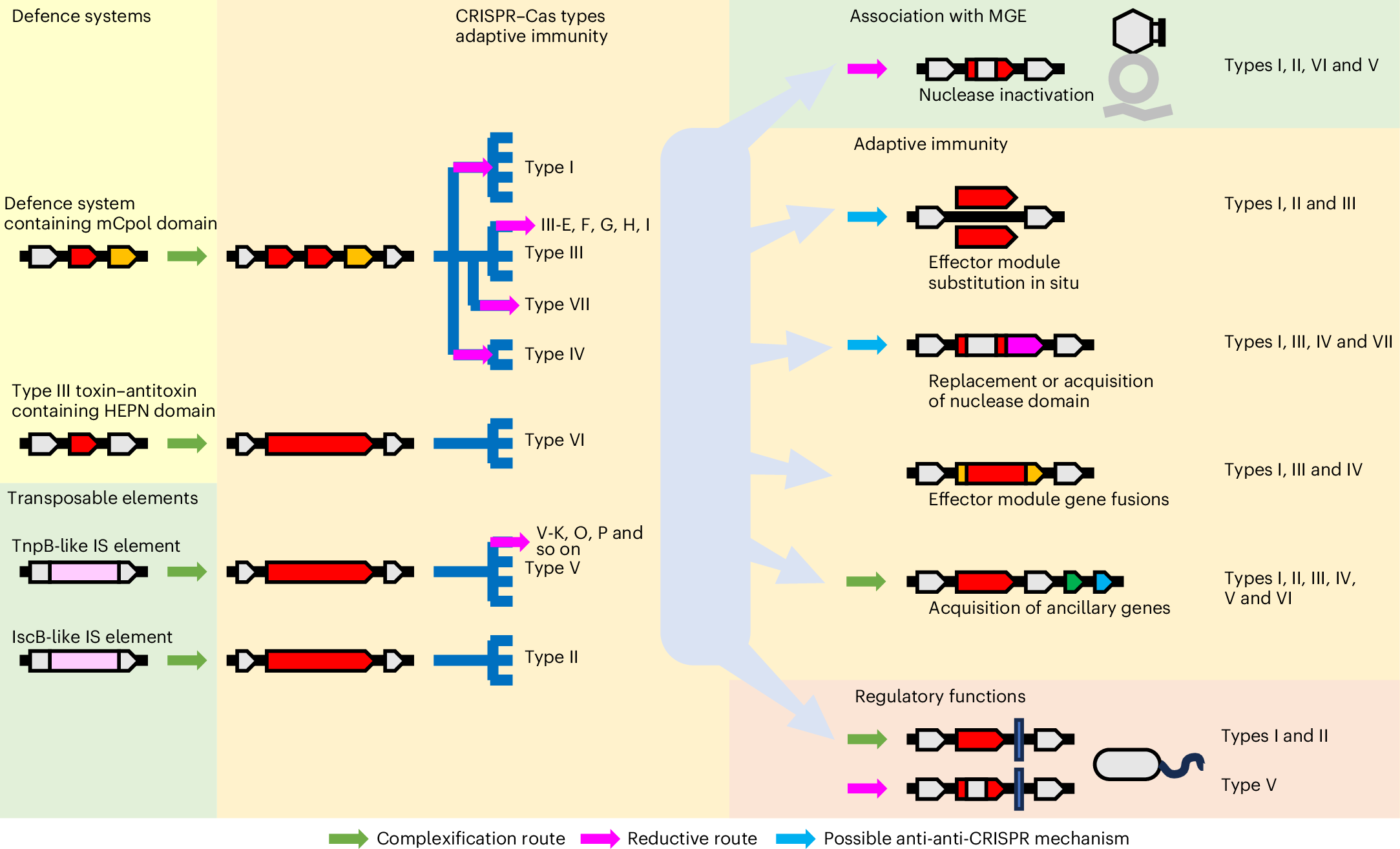Fig. 6: Main trajectories and processes in the evolution of CRISPR–Cas systems.