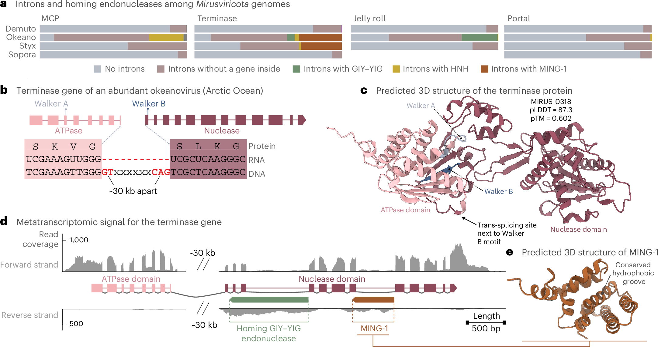 Fig. 2: Spliceosomal introns and intron-encoded homing endonucleases in mirusviruses.