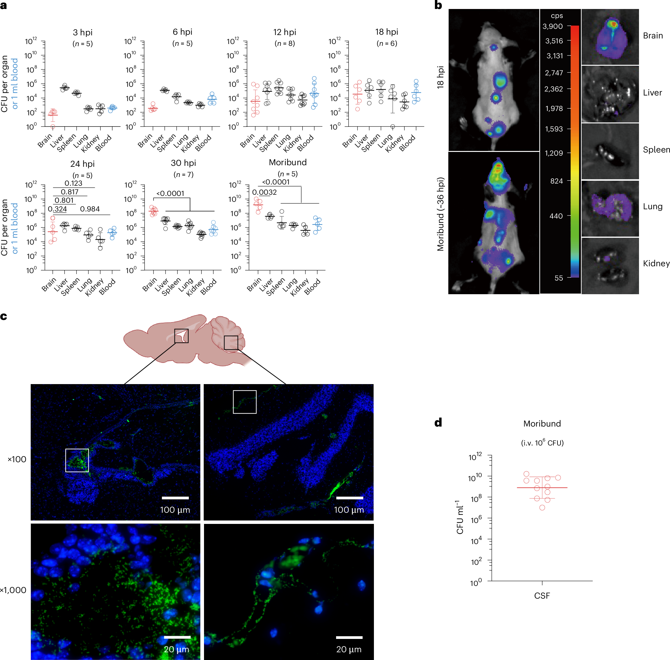 Fig. 1: S. zooepidemicus proliferates in the CSF and reaches high CFU in the brain.
