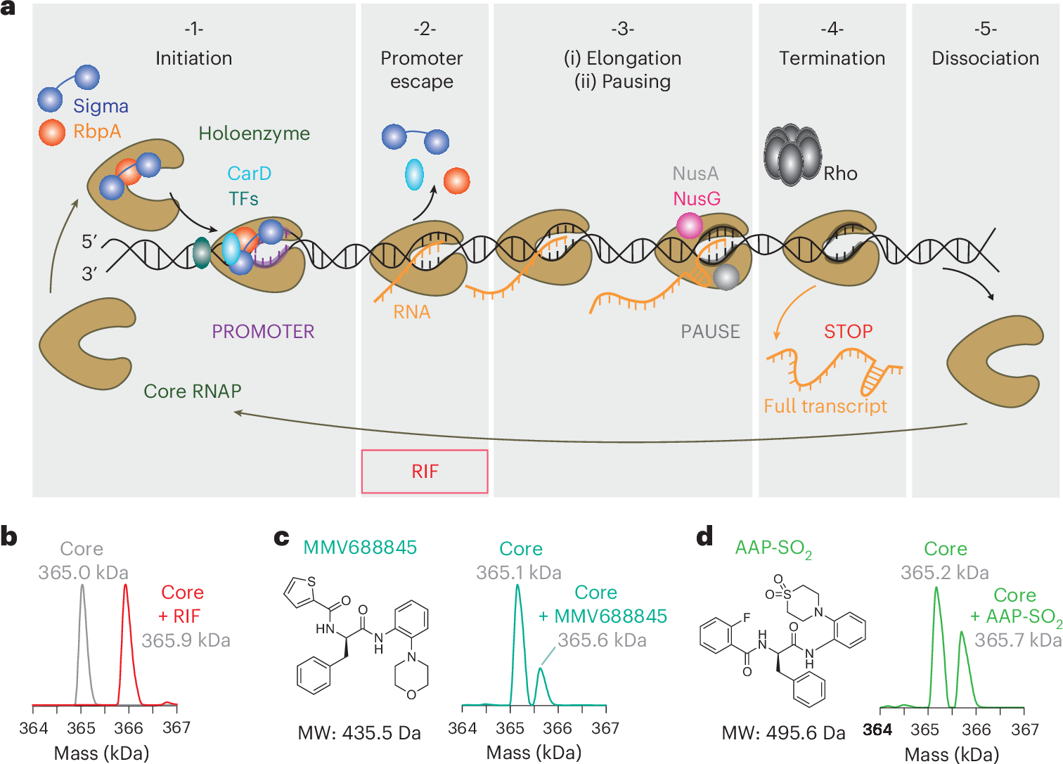 Transcription co-inhibition alters drug resistance evolution and enhances  Mycobacterium tuberculosis clearance from granulomas | Nature Microbiology