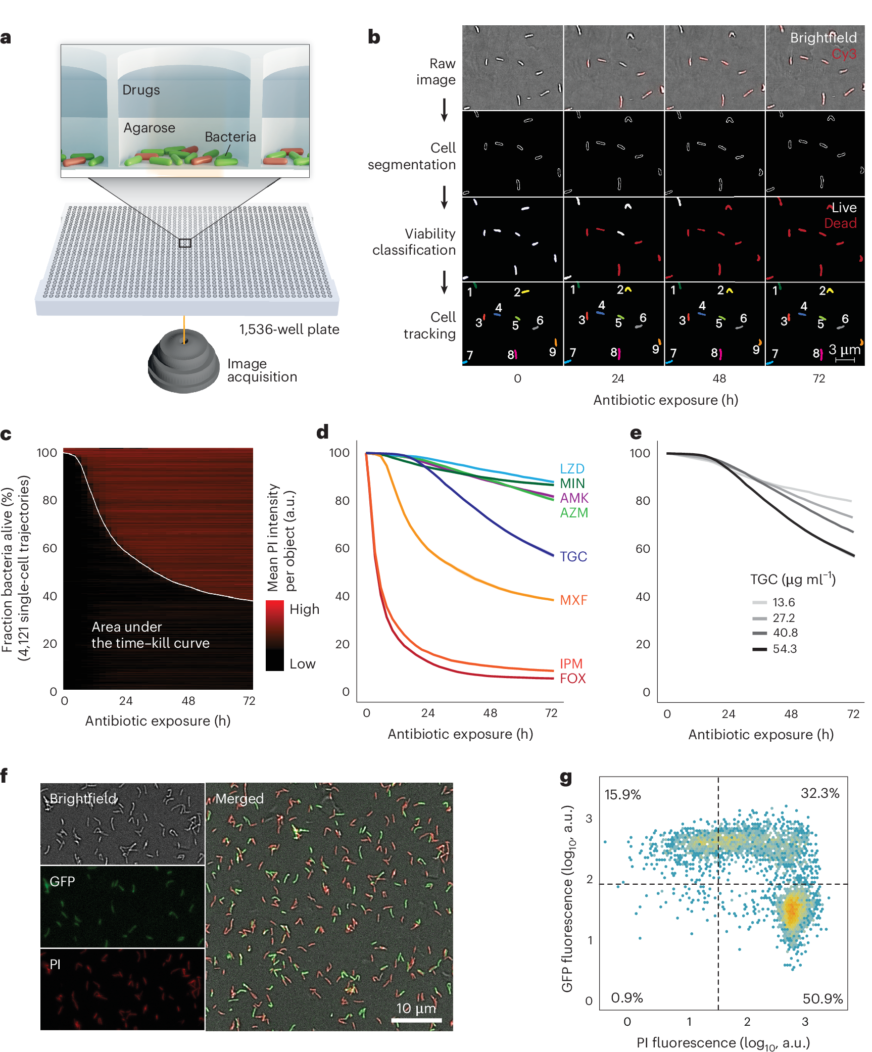 Large-scale testing of antimicrobial lethality at single-cell resolution  predicts mycobacterial infection outcomes | Nature Microbiology