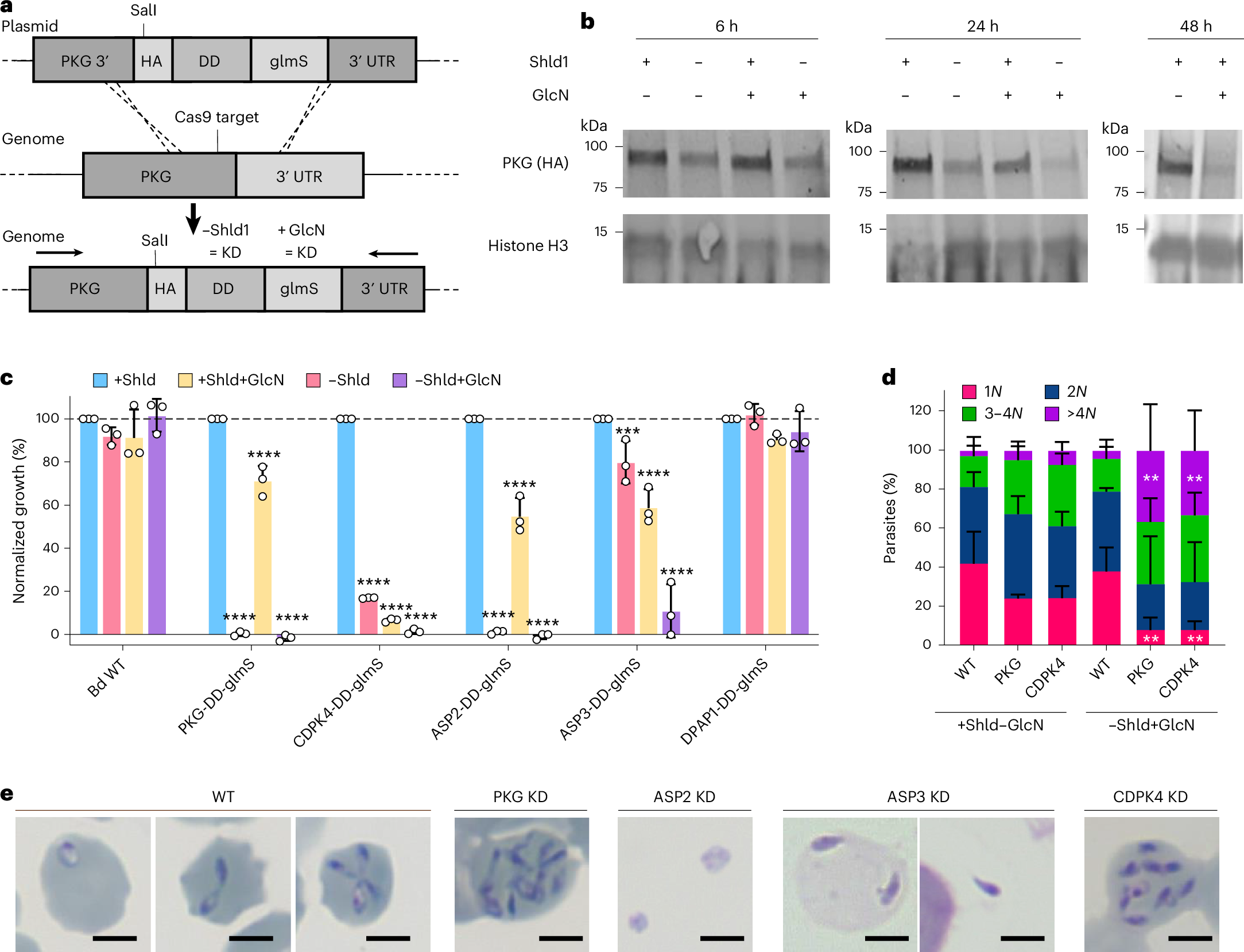 Fig. 3: A system for inducible knockdown reveals an essential role for PKG, CDPK4, ASP2 and ASP3 in egress or invasion.