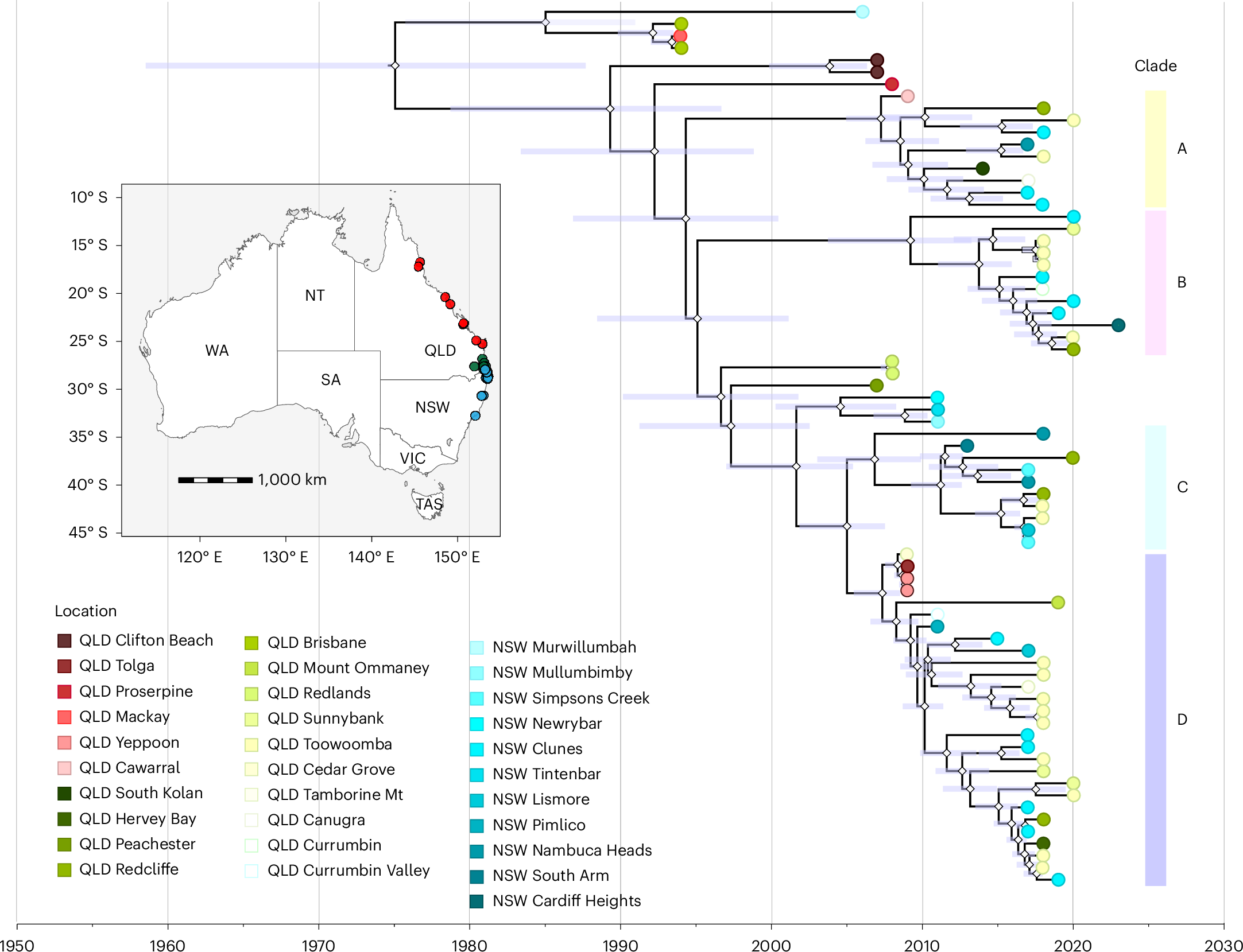 Fig. 3: Bayesian phylogenetic inference of HeV-g1.