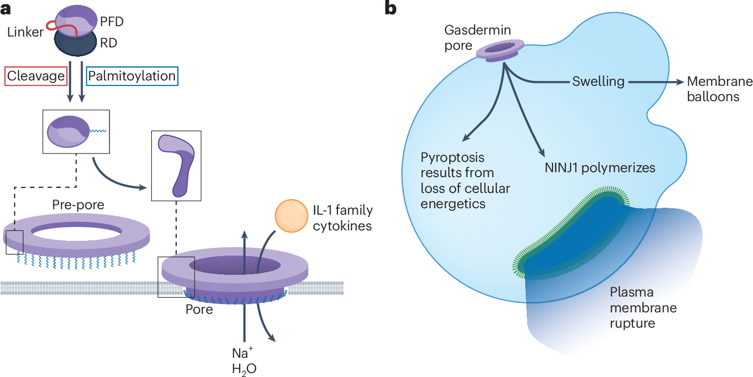 Gasdermins against intracellular bacterial pathogens | Nature Microbiology