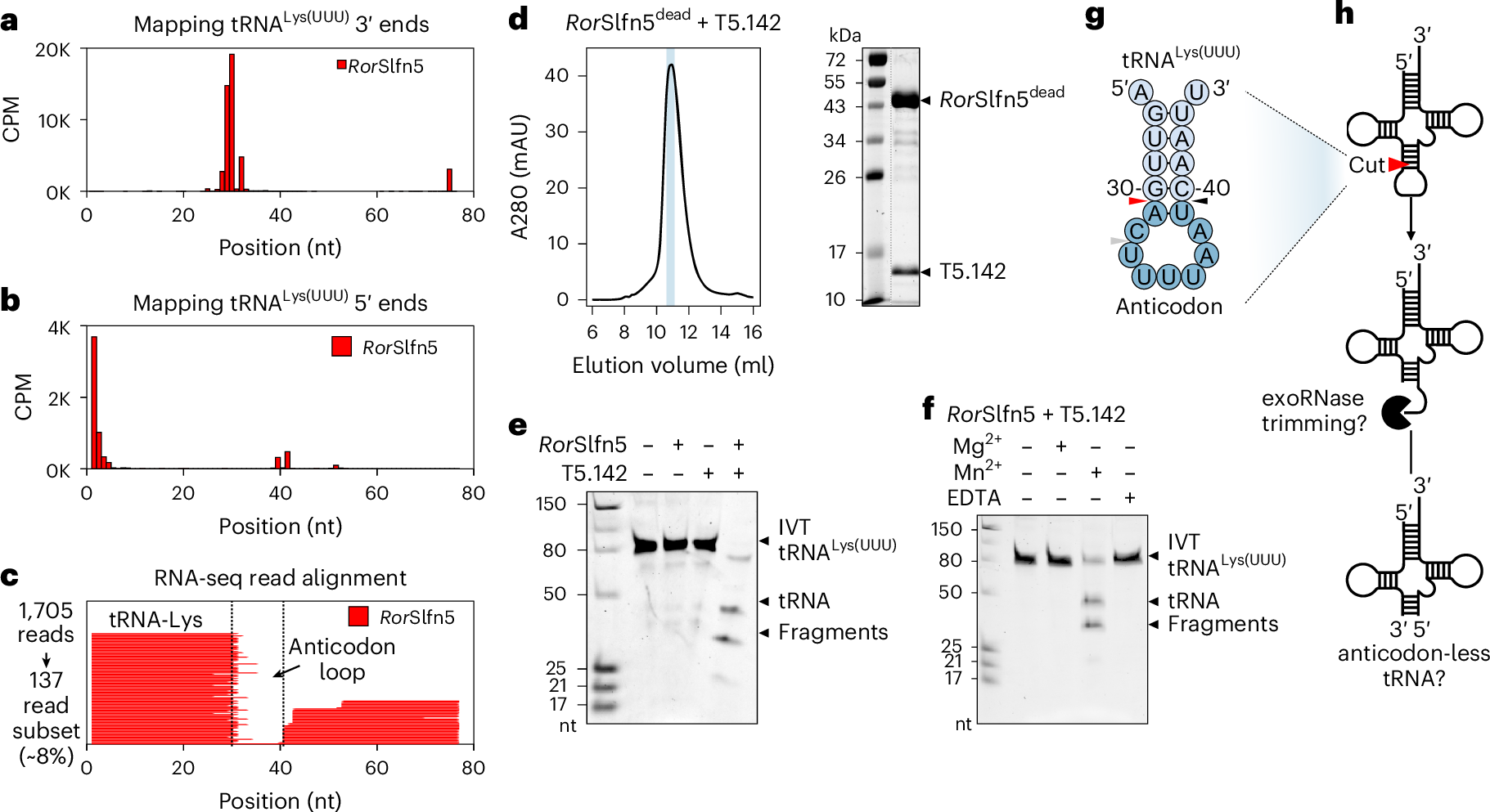 Fig. 5: Phage-activated RorSlfn5 cleaves the tRNA anticodon arm.
