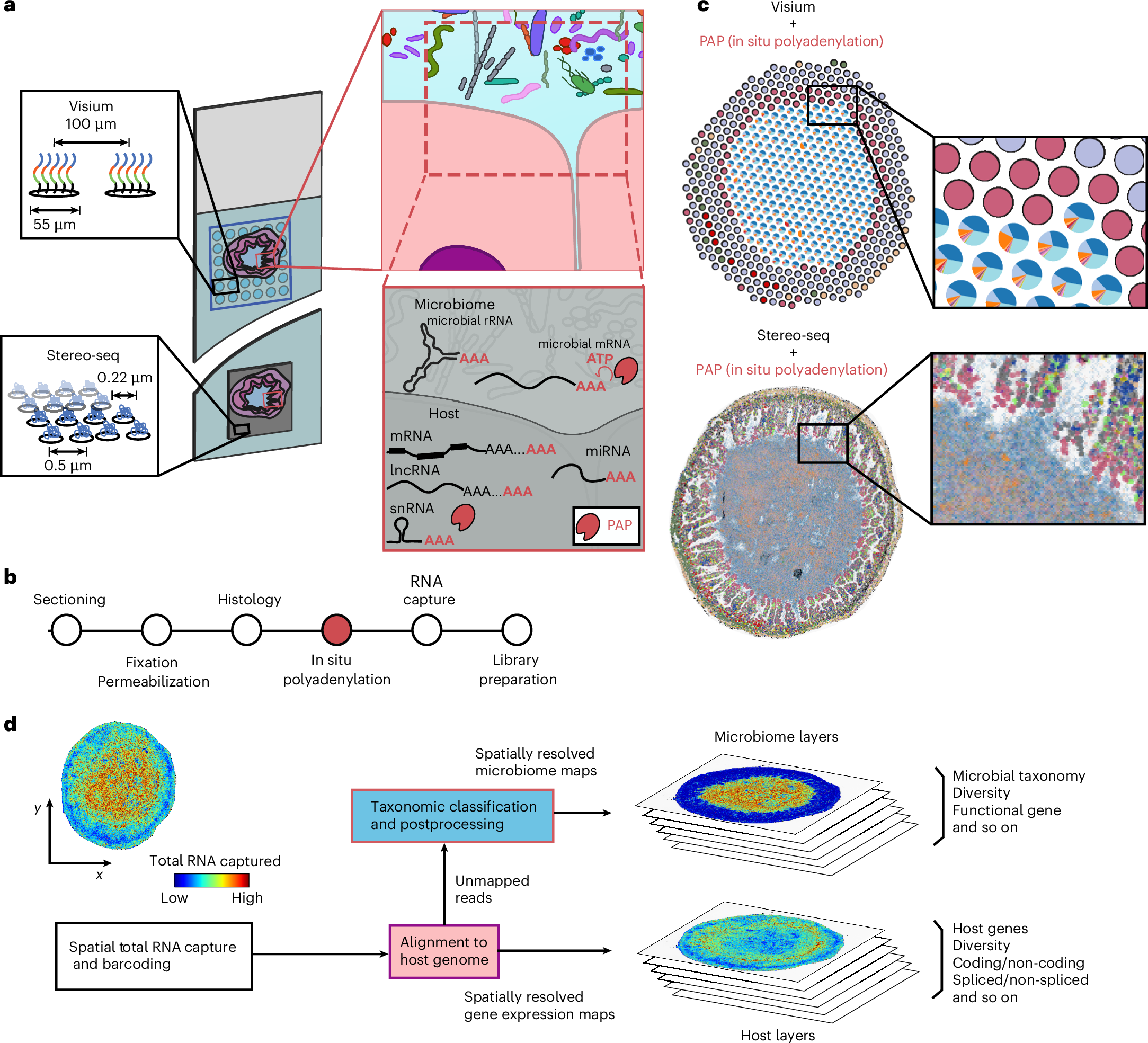 Fig. 1: In situ polyadenylation enables the capture of microbiome signals with sequencing-based spatial transcriptomics platforms.