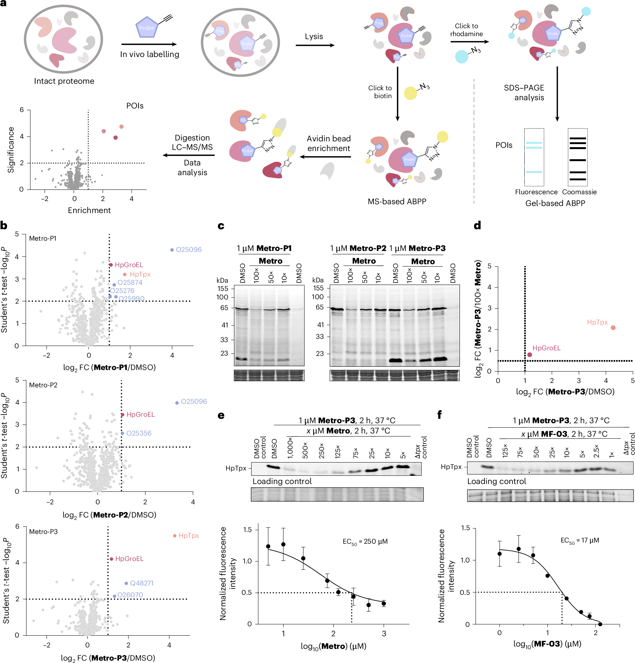 Fig. 2: Target identification studies of Metro in H. pylori.