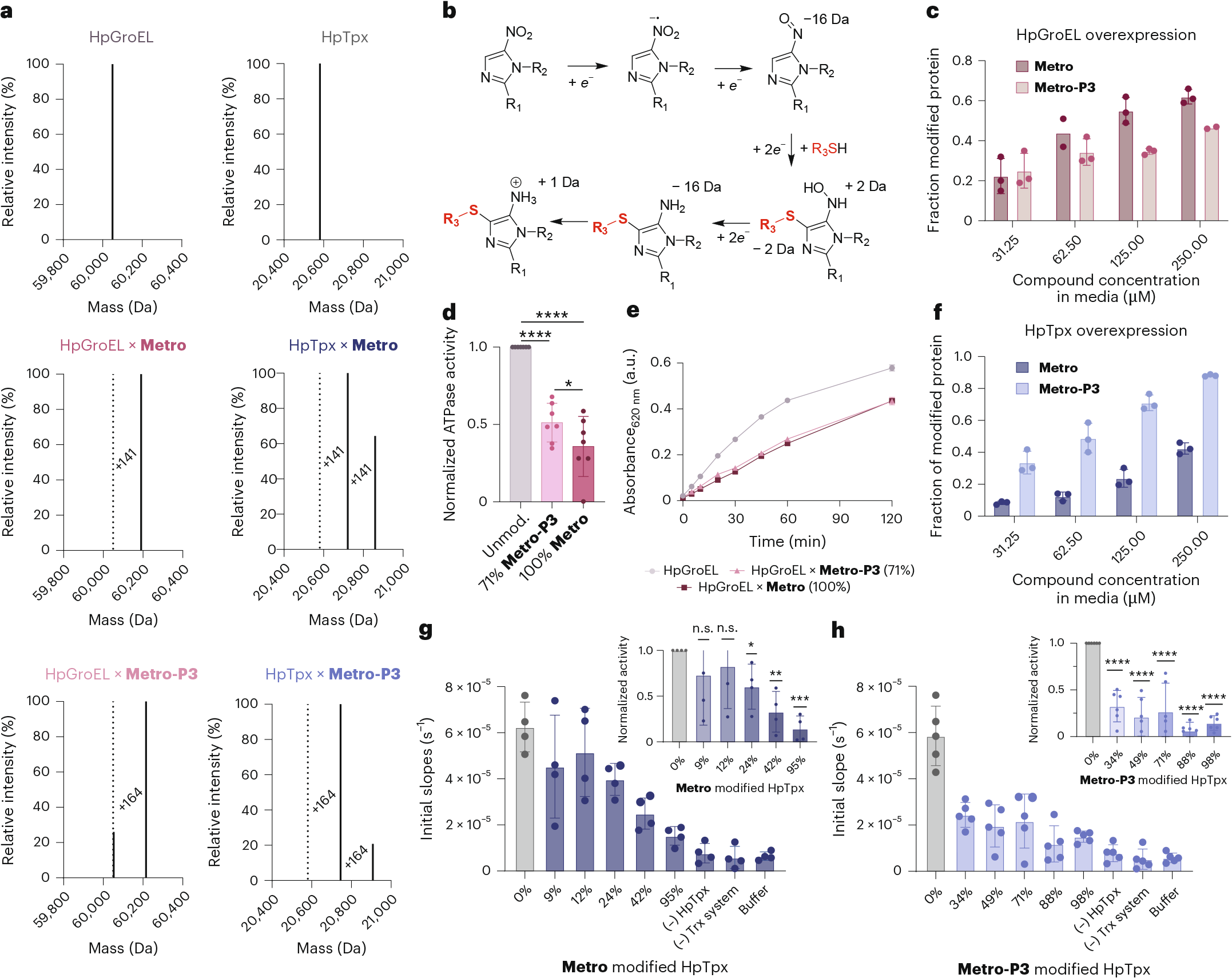 Fig. 3: Target validation studies of HpTpx and HpGroEL.