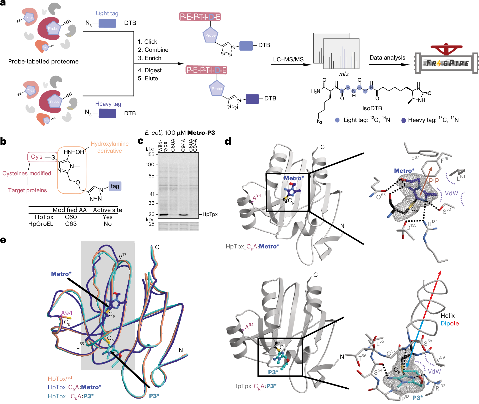 Fig. 4: Binding site identification of Metro and Metro-P3.
