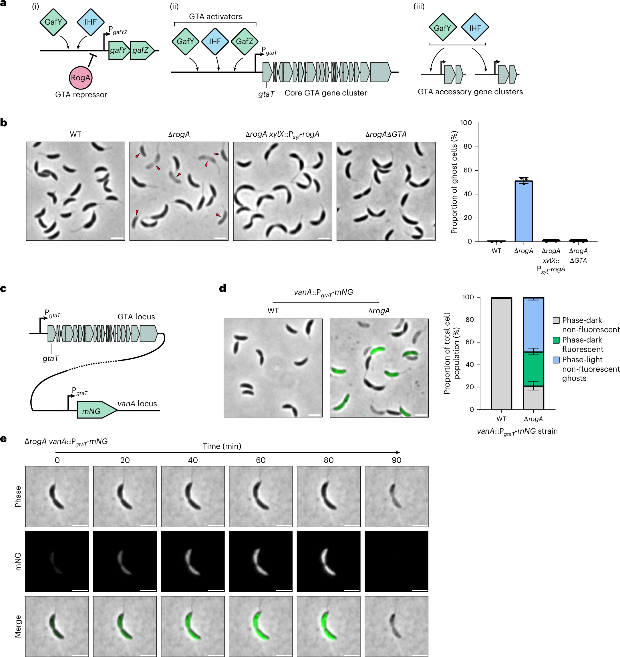 A bacterial CARD–NLR-like immune system controls the release of 
