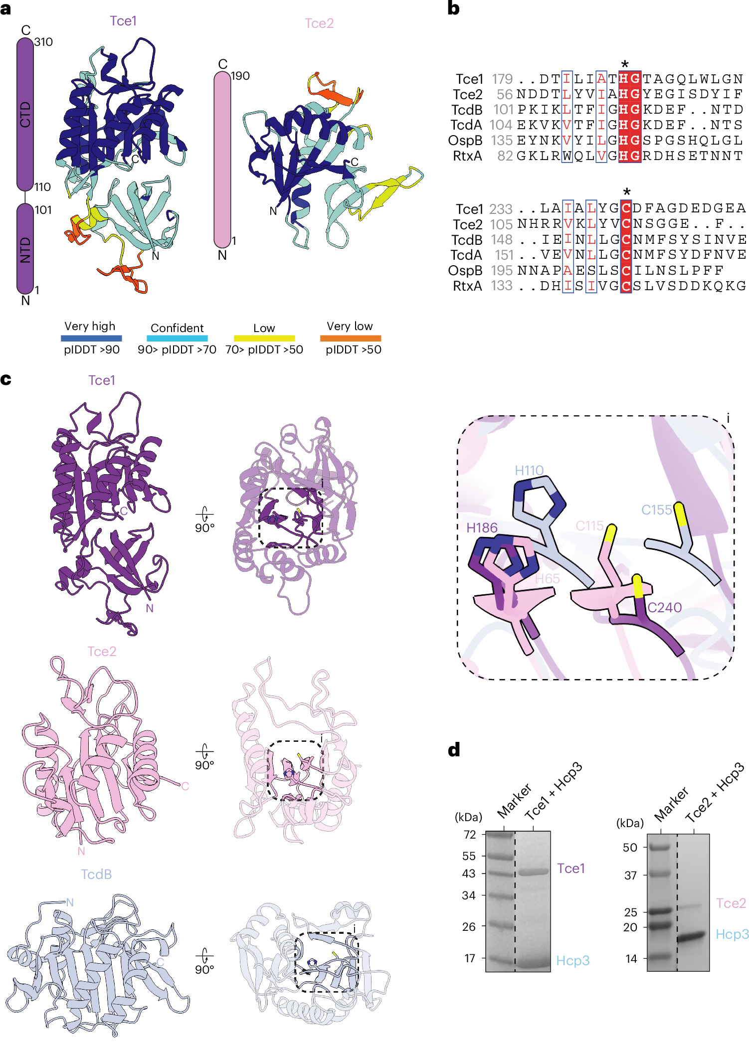 Molecular basis of type VI secretion system effector loading