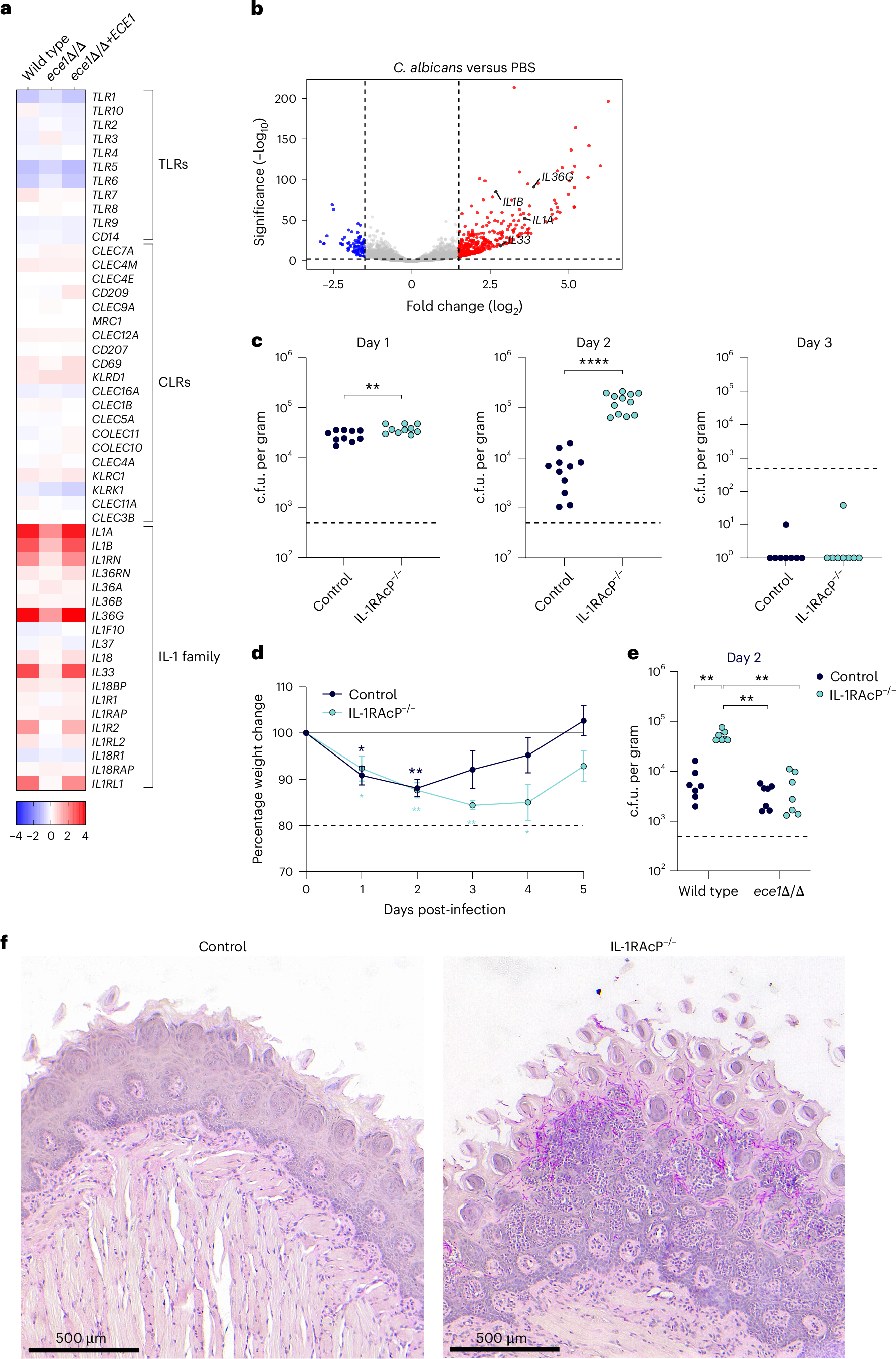 cola lipid c efficacy against candida albicans IL-1 family signalling drives mucosal defence systemic infection Herbs & Other