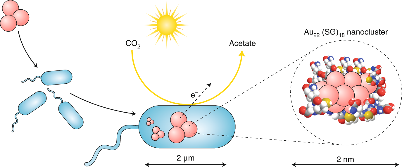 china glutathione scavenger factory Intracellular gold nanoclusters boost energy conversion small business certified skin care company
