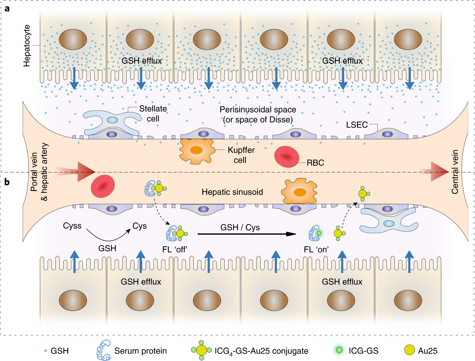 Glutathione-mediated biotransformation in the liver modulates nanoparticle  transport | Nature Nanotechnology