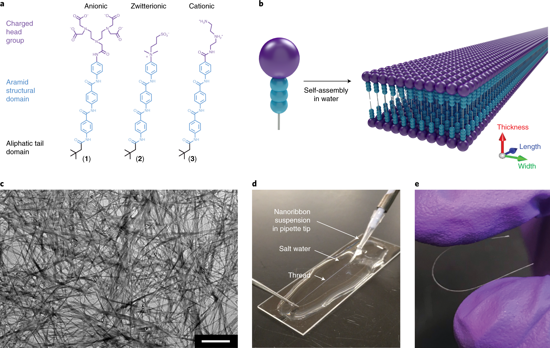 Billy ged Bryggeri Secréte Self-assembly of aramid amphiphiles into ultra-stable nanoribbons and  aligned nanoribbon threads | Nature Nanotechnology