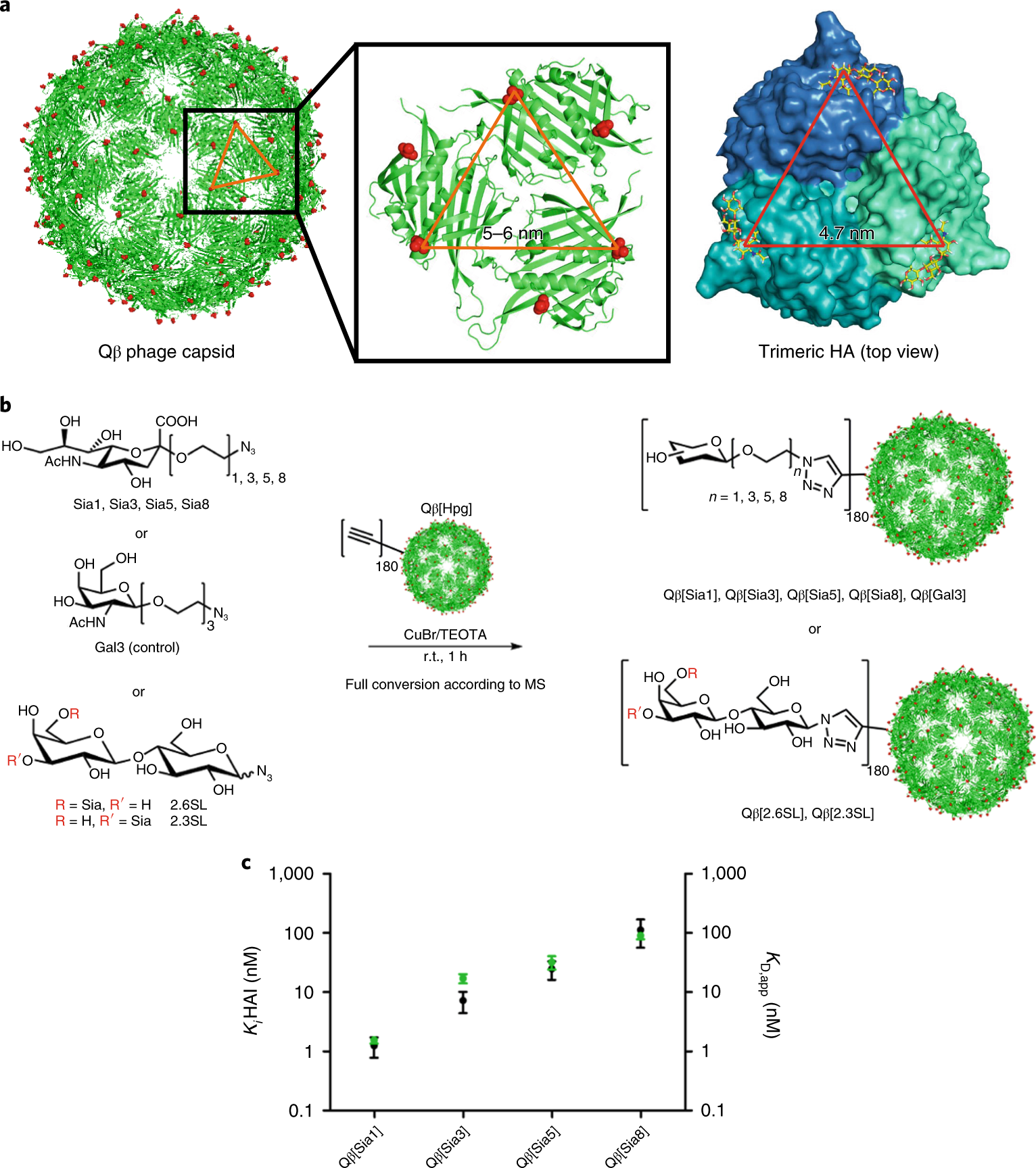 Phage capsid nanoparticles with defined ligand arrangement block influenza  virus entry | Nature Nanotechnology