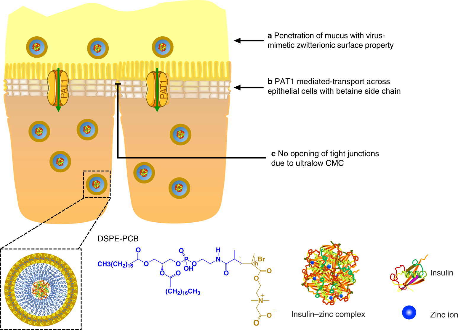 Zwitterionic Micelles Efficiently Deliver Oral Insulin Without Opening Tight Junctions Nature Nanotechnology