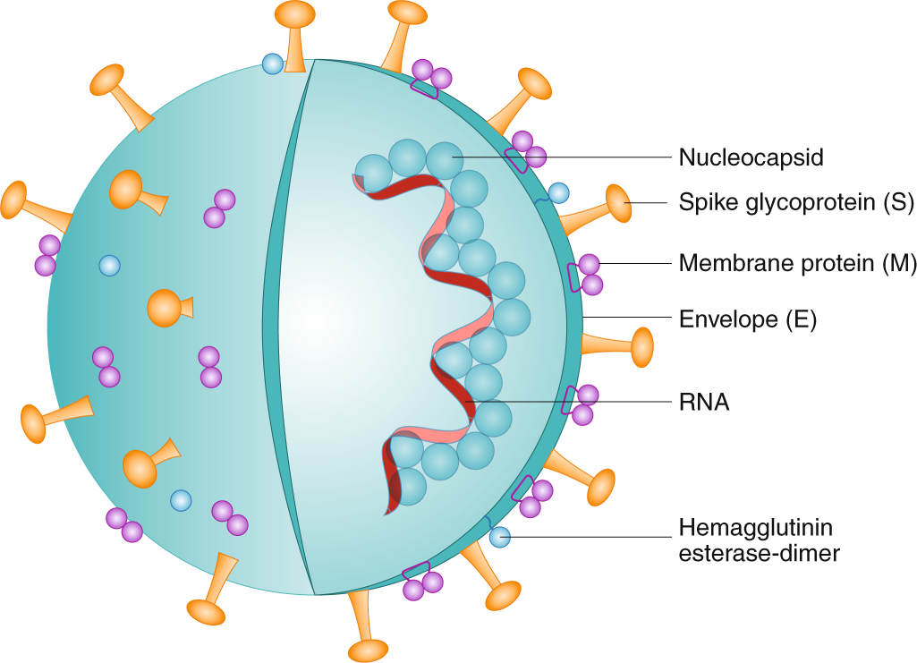 Immune-mediated approaches against COVID-19