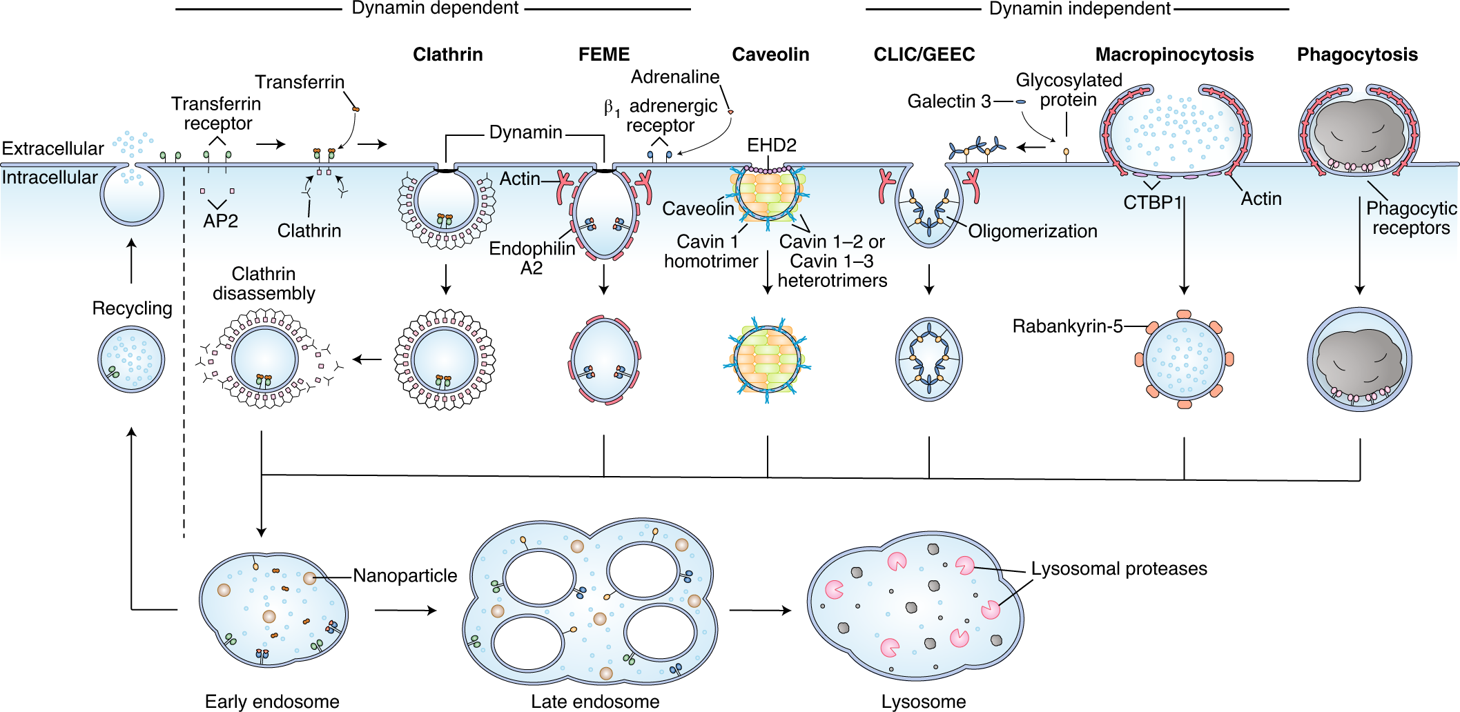 Key principles and methods for studying the endocytosis of biological and nanoparticle therapeutics | Nature Nanotechnology Key principles and methods for studying the endocytosis of biological and nanoparticle therapeutics | Nature Nanotechnology