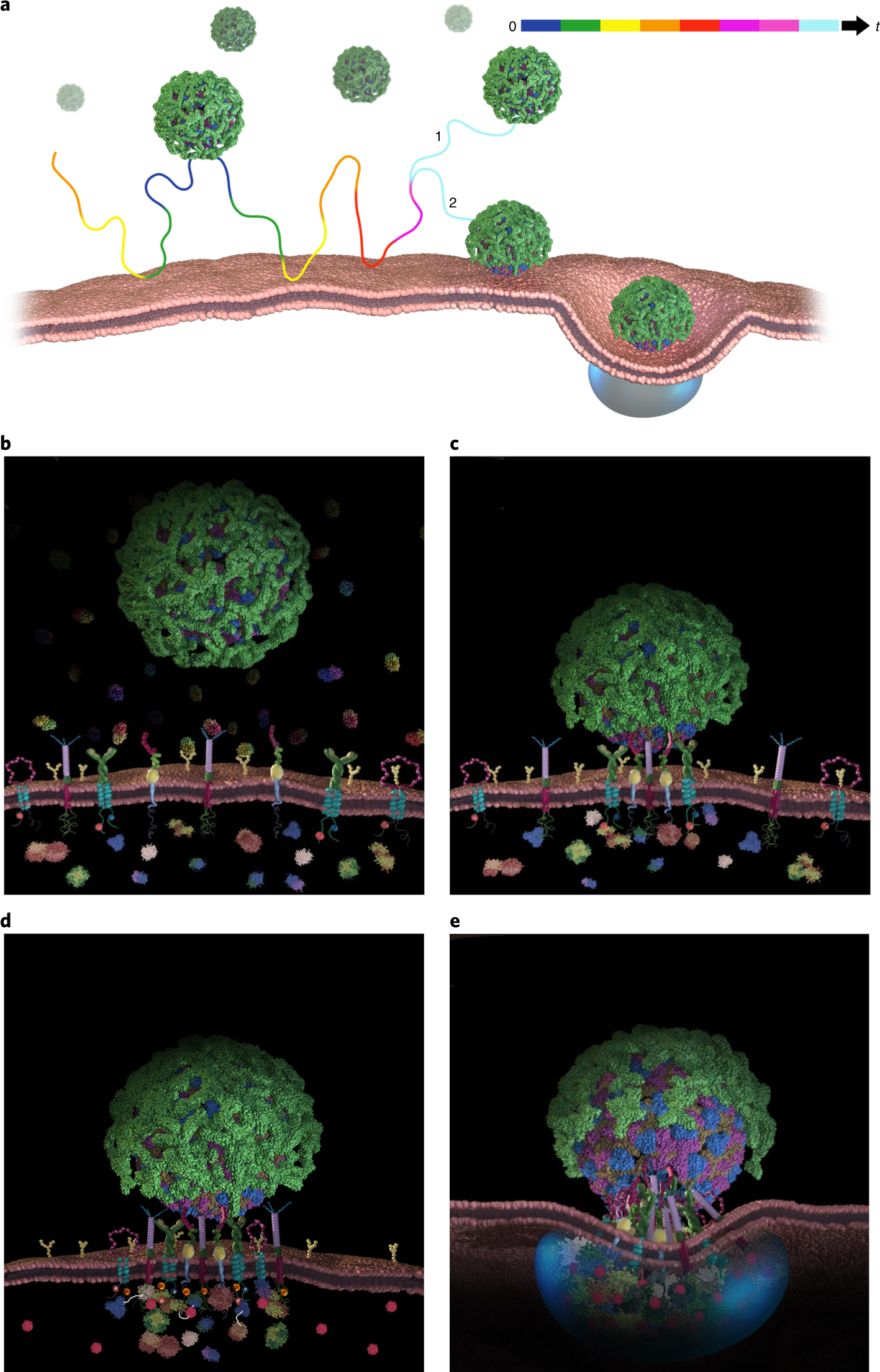 Current Understanding Of Biological Identity At The Nanoscale And Future Prospects Nature Nanotechnology