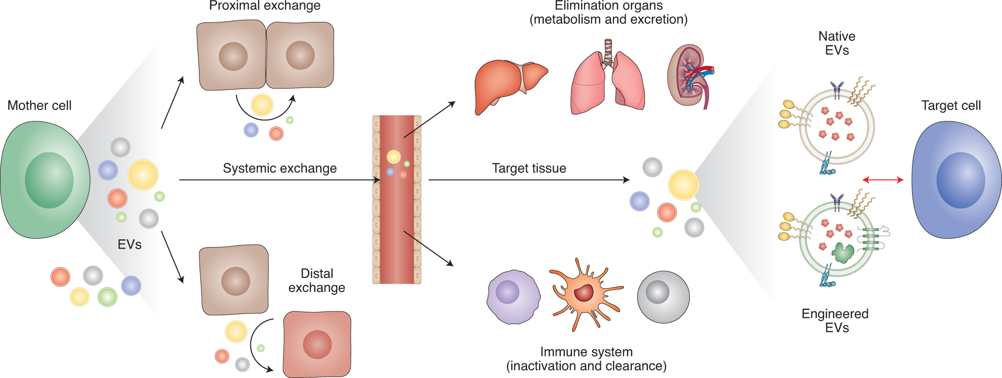 Harnessing Engineered Immune Cells and Bacteria as Drug Carriers