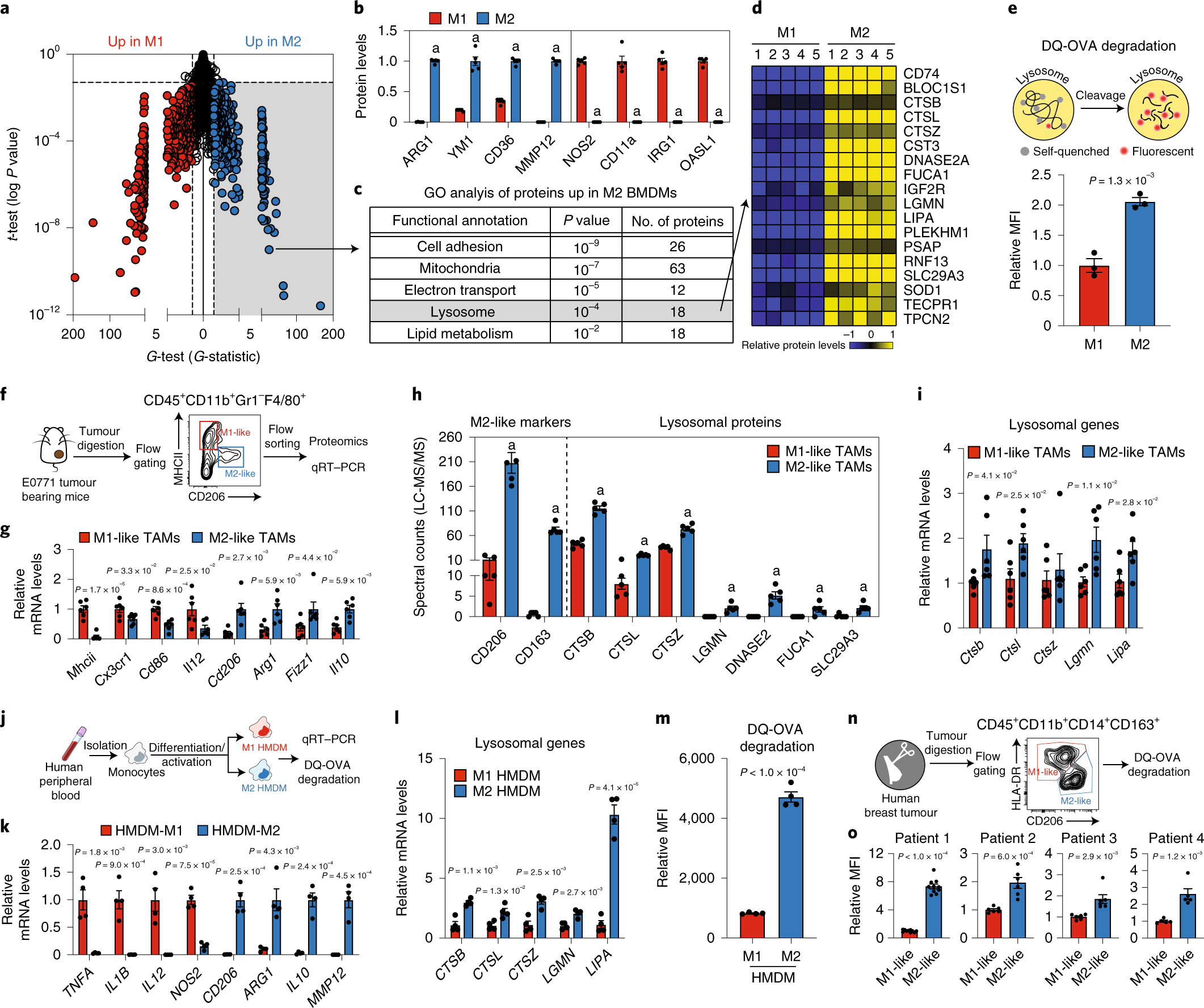 A Lysosome-Targeted Dna Nanodevice Selectively Targets Macrophages To  Attenuate Tumours | Nature Nanotechnology A Lysosome-Targeted Dna Nanodevice Selectively Targets Macrophages To  Attenuate Tumours | Nature Nanotechnology