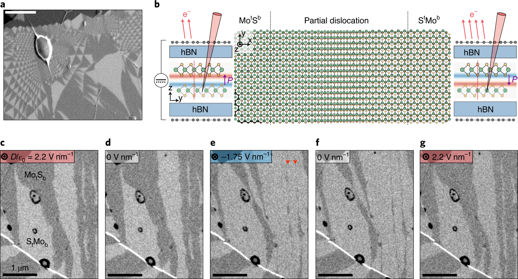 Fig. 1: Ferroelectric domains in marginally twisted bilayer MoS2.