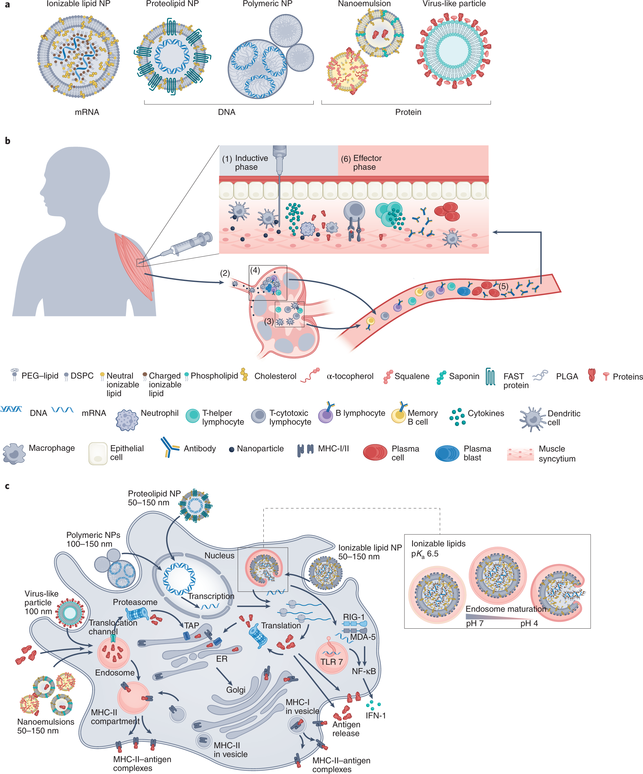 Understanding the correlation between in vitro and in vivo immunotoxicity  tests for nanomedicines - ScienceDirect