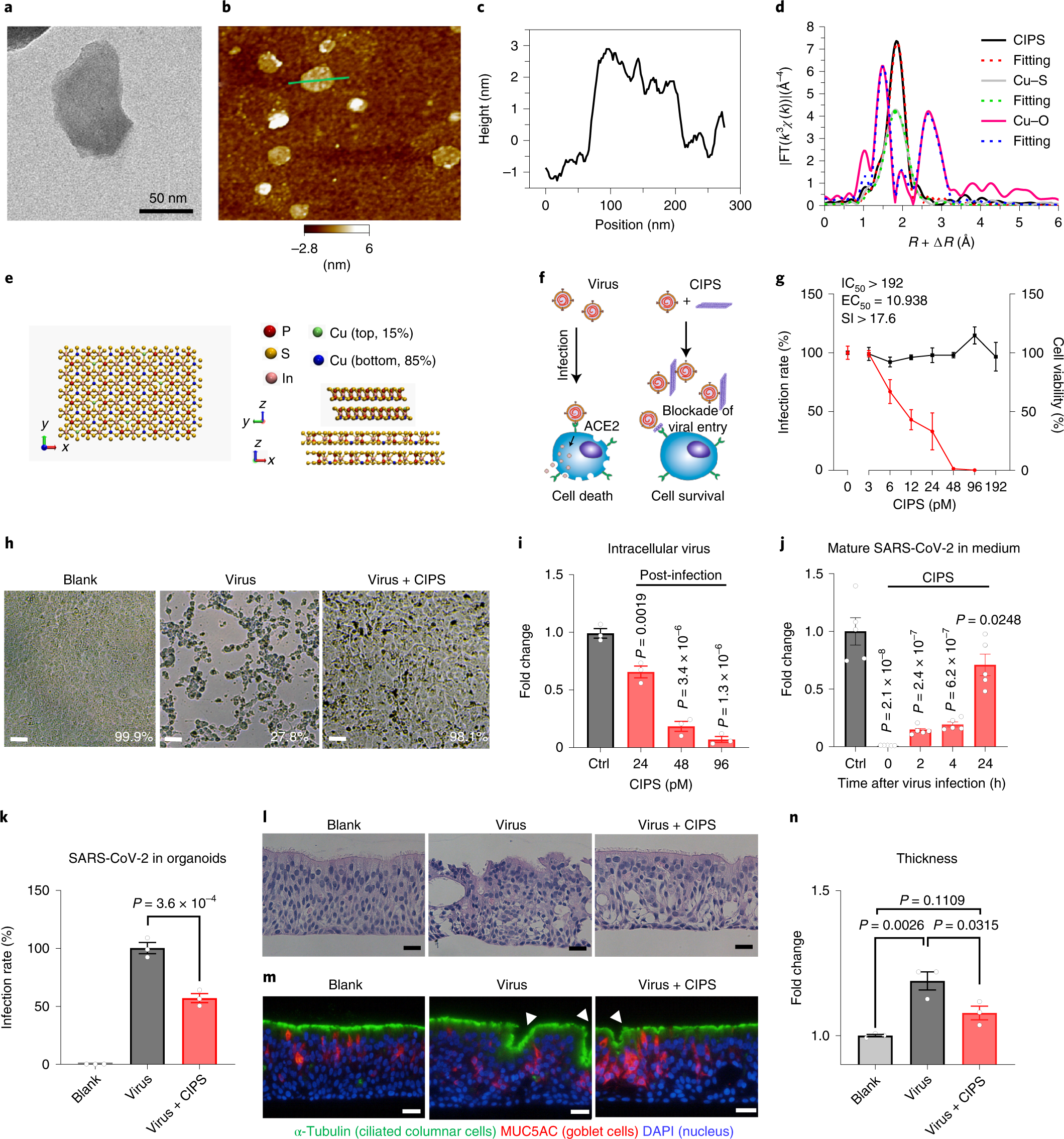 Fig. 1: Characterization of CIPS and its anti-SARS-CoV-2 capacity in vitro.