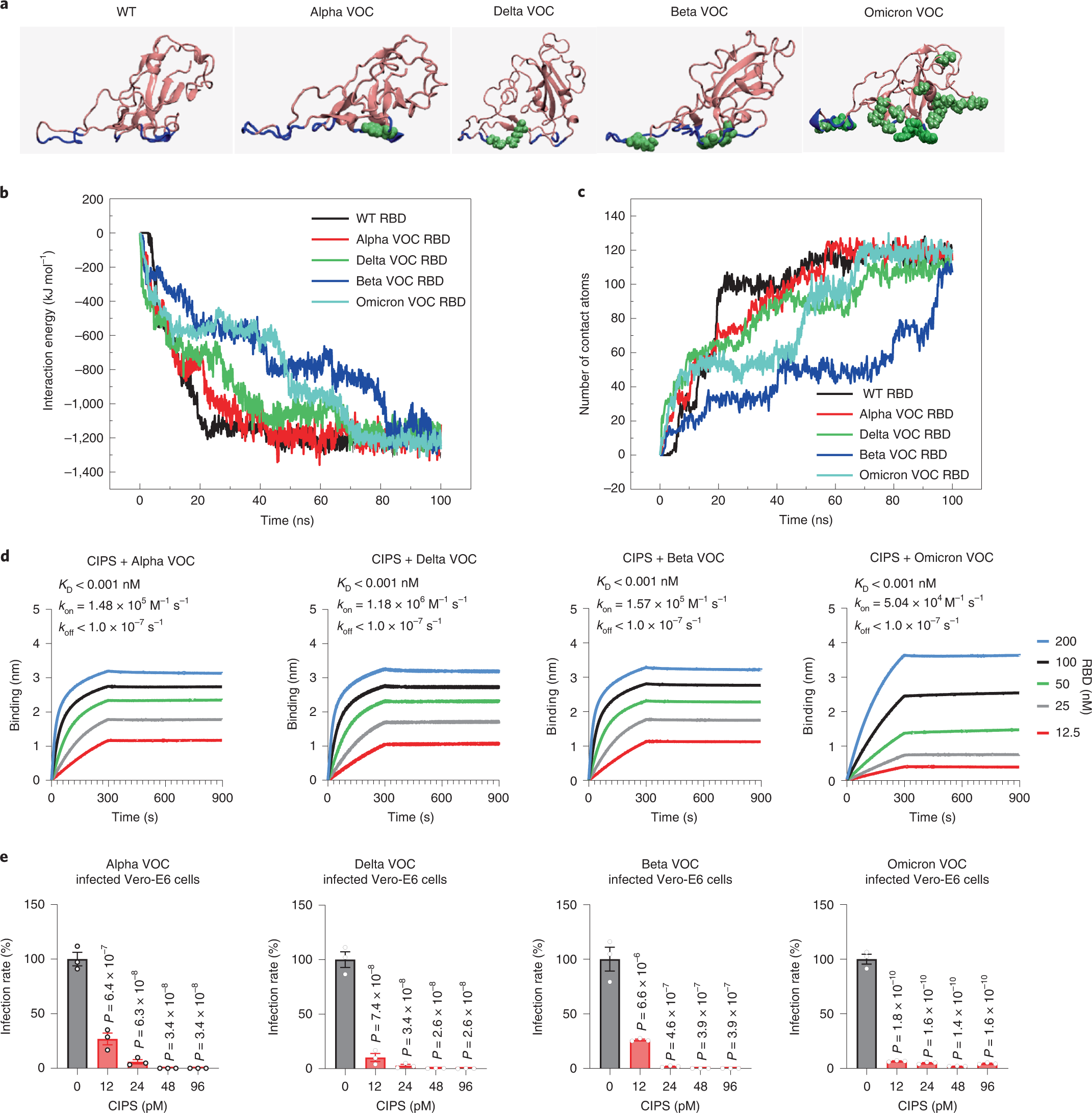 Fig. 4: Antiviral effect of CIPS against SARS-CoV-2 VOCs.