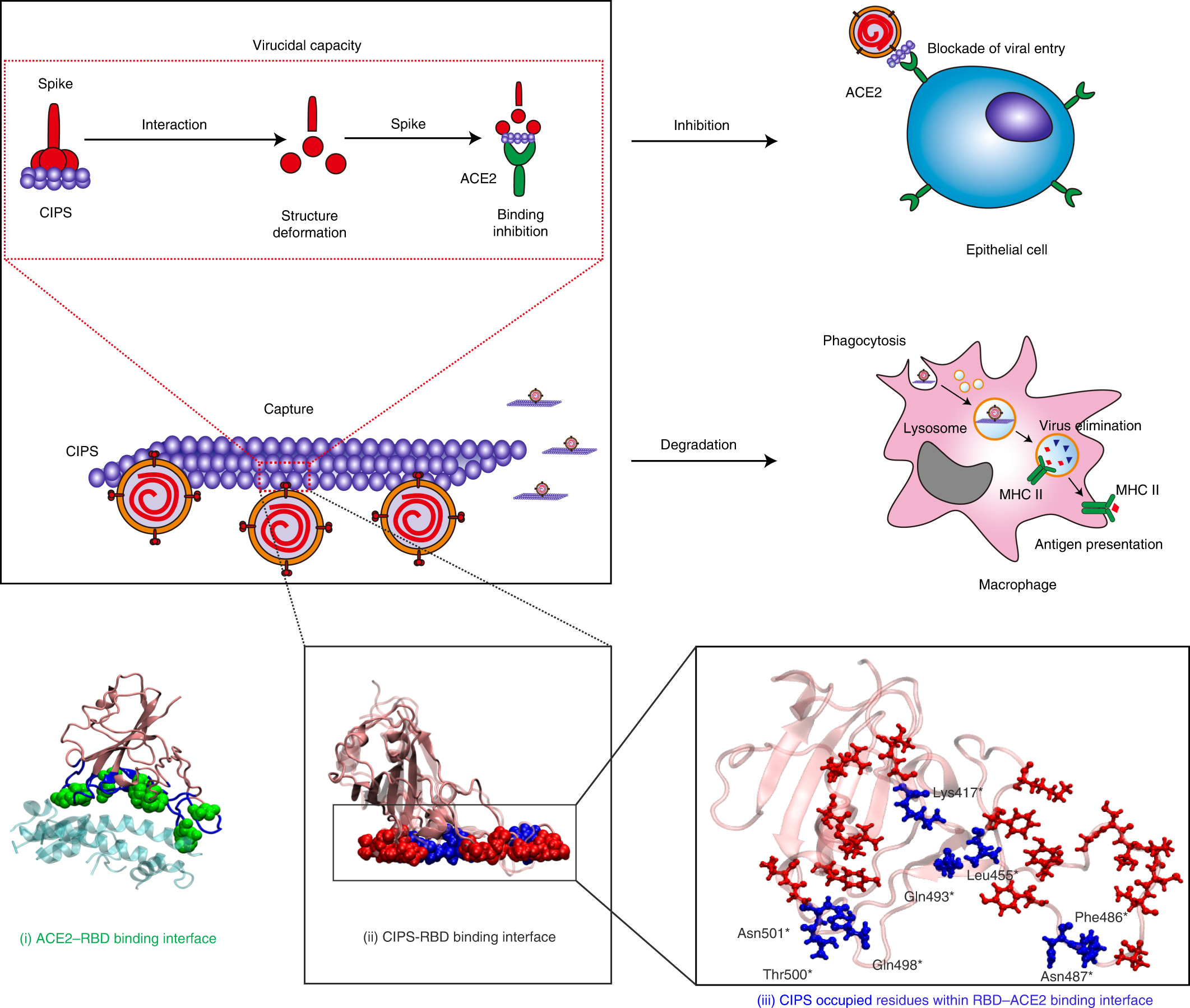 Fig. 6: The anti-SARS-CoV-2 capacity of the CIPS ‘nano-glue’.