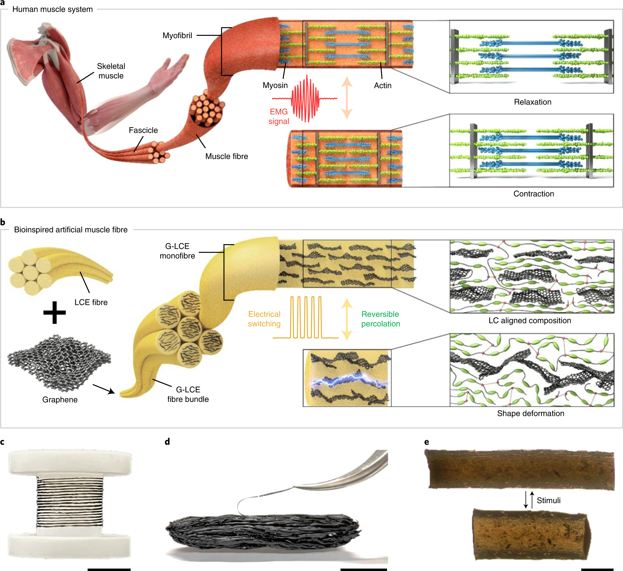 Human-muscle-inspired single fibre actuator with reversible 