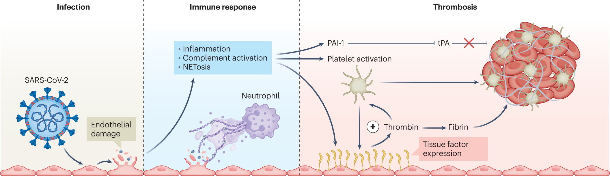 Platelet-Inspired Nanotherapeutics for Biomedical Applications