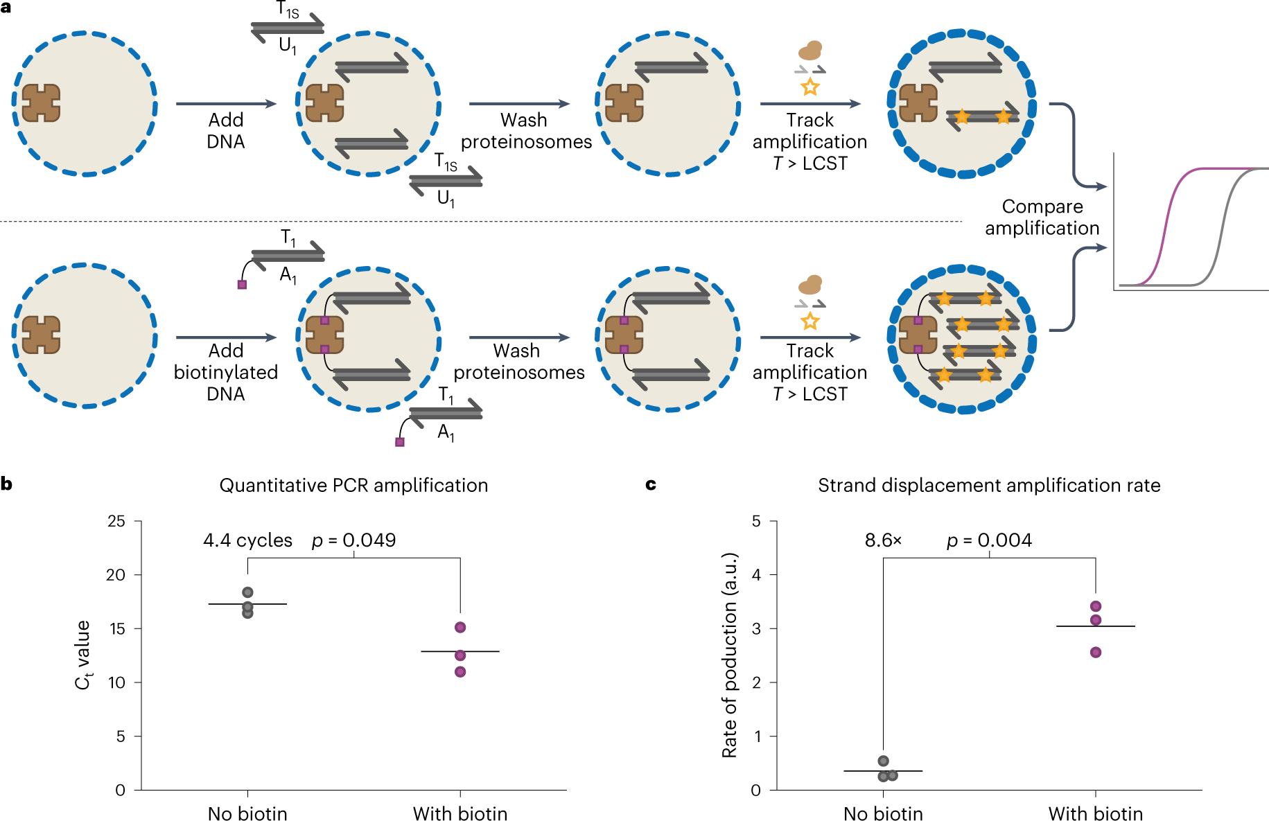 Fig. 3: Enzymatic amplification of DNA localized inside proteinosomes.