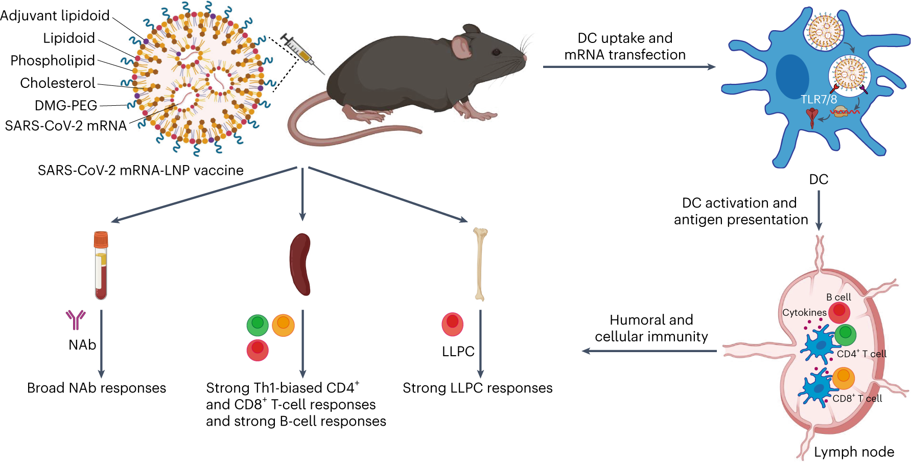 Drug Delivery Products :: Phospholipids and Lipids for LNP and