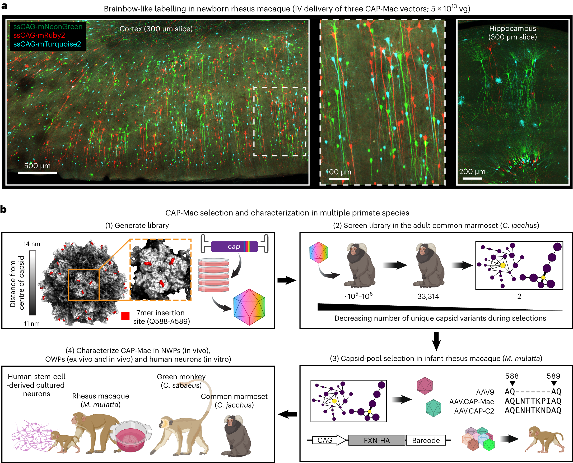 Adeno-associated viral vectors for functional intravenous gene transfer  throughout the non-human primate brain | Nature Nanotechnology