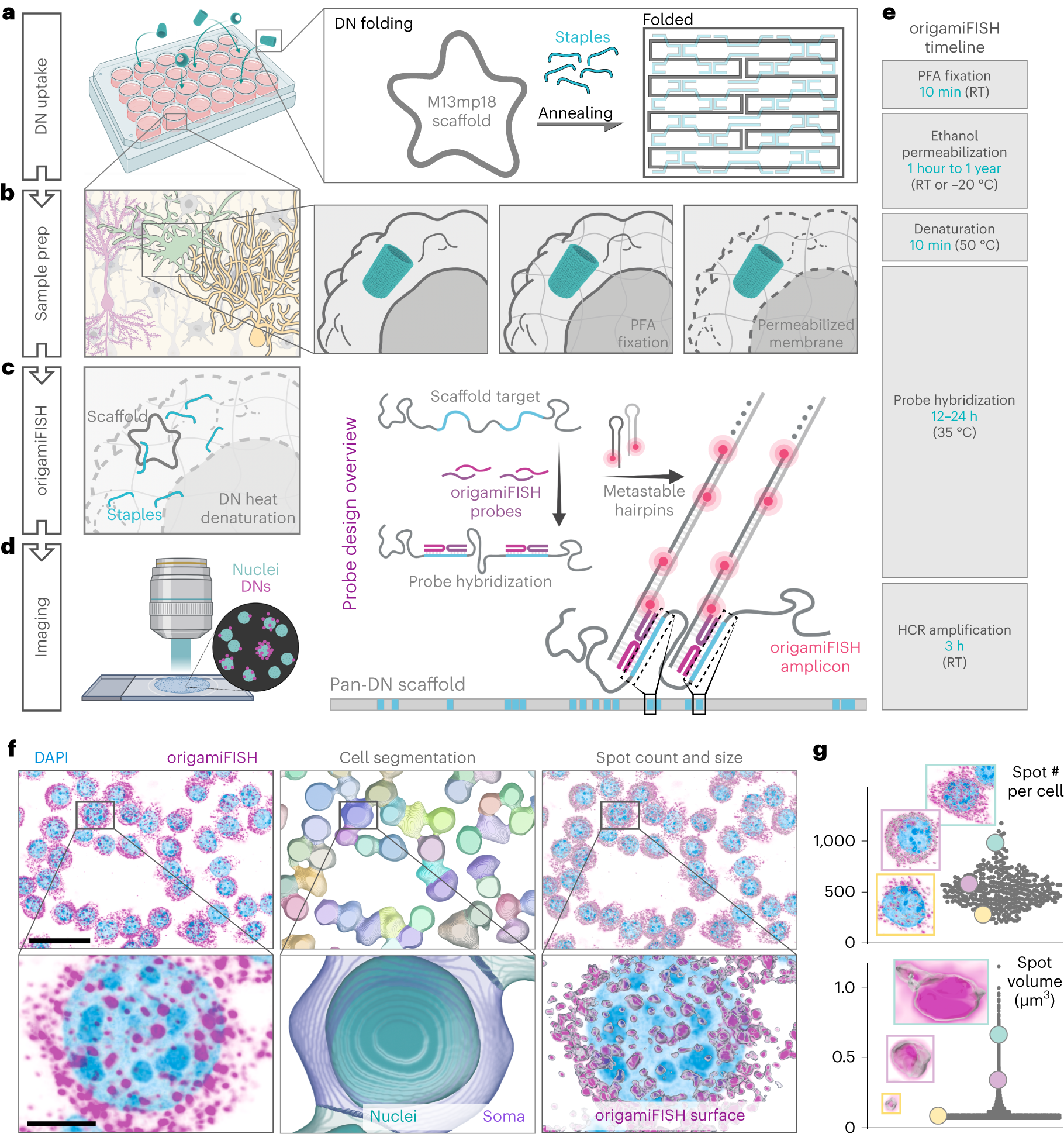 Turbo FISH: A Method for Rapid Single Molecule RNA FISH