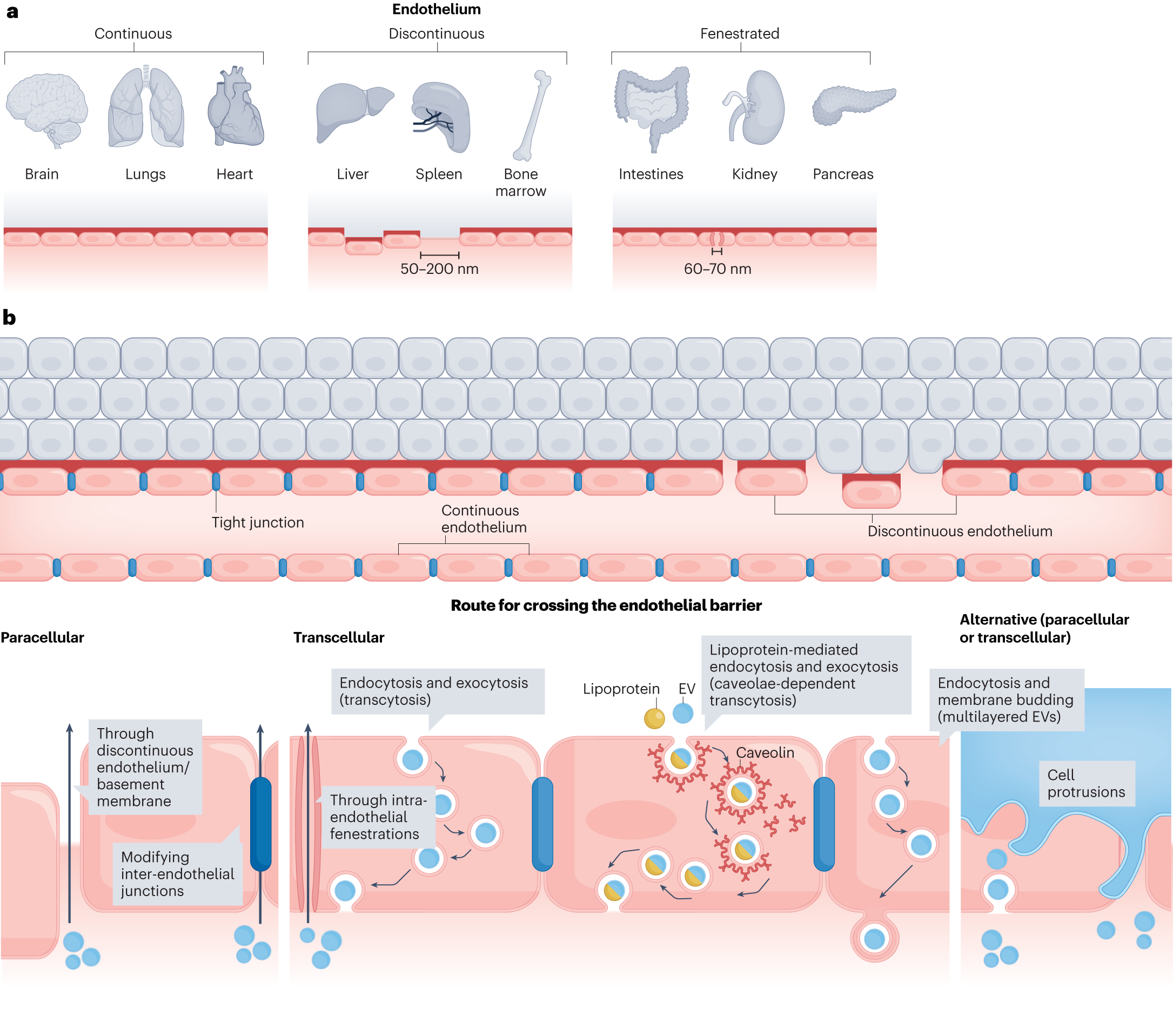 The Scope of Blood Grouping in the Elucidation of Problems of