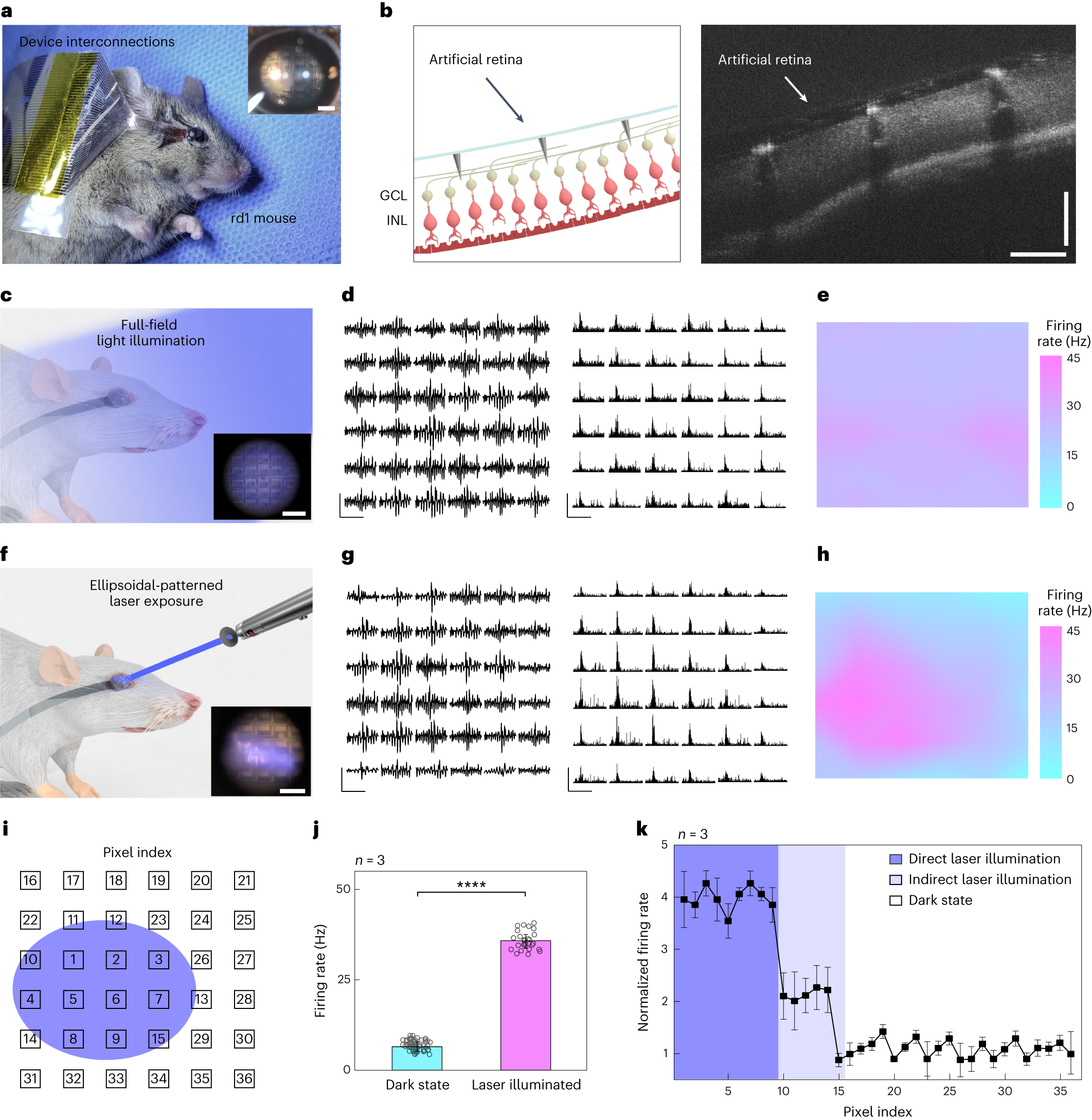 Fig. 5: In vivo experiment using live rd1 mice for vision restoration.