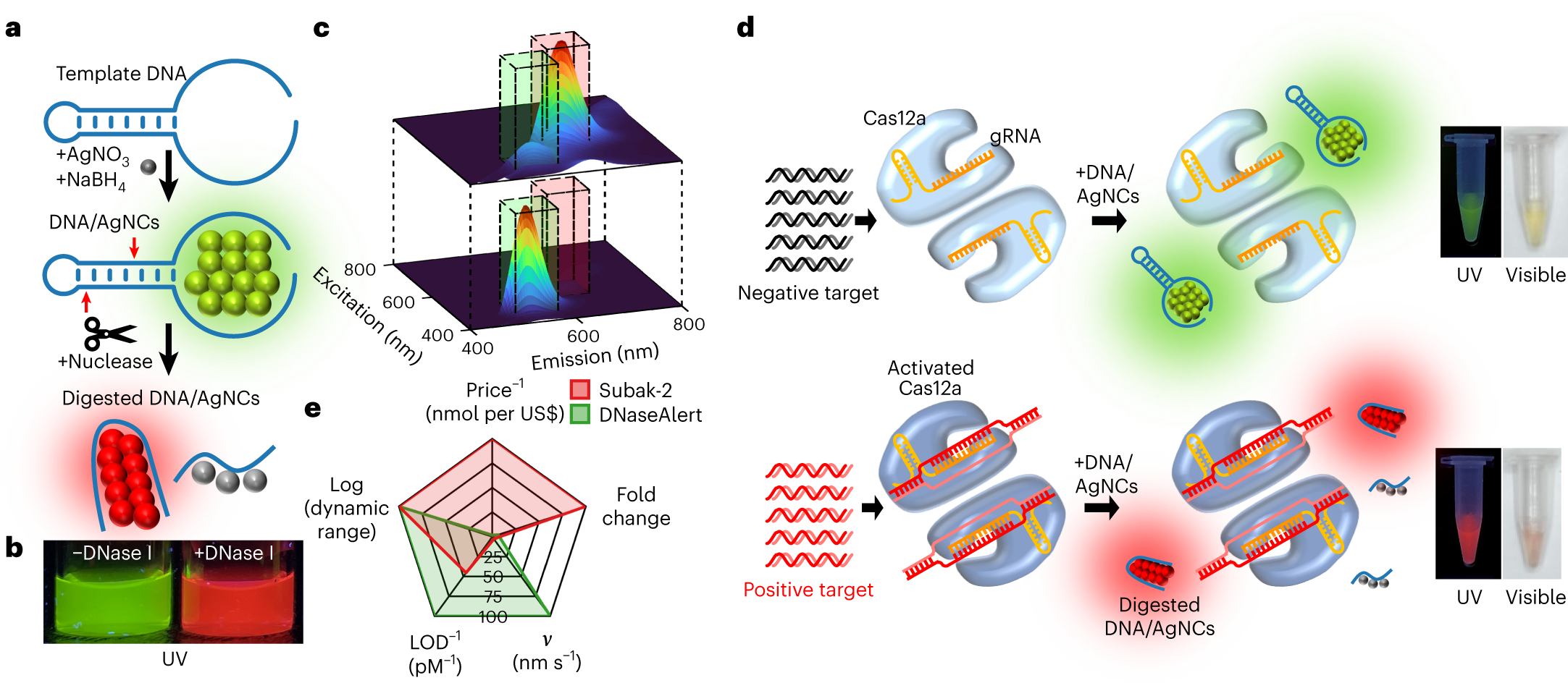 Fig. 1: A schematic of Subak reporters and their fragmentation-induced colour-switching property.