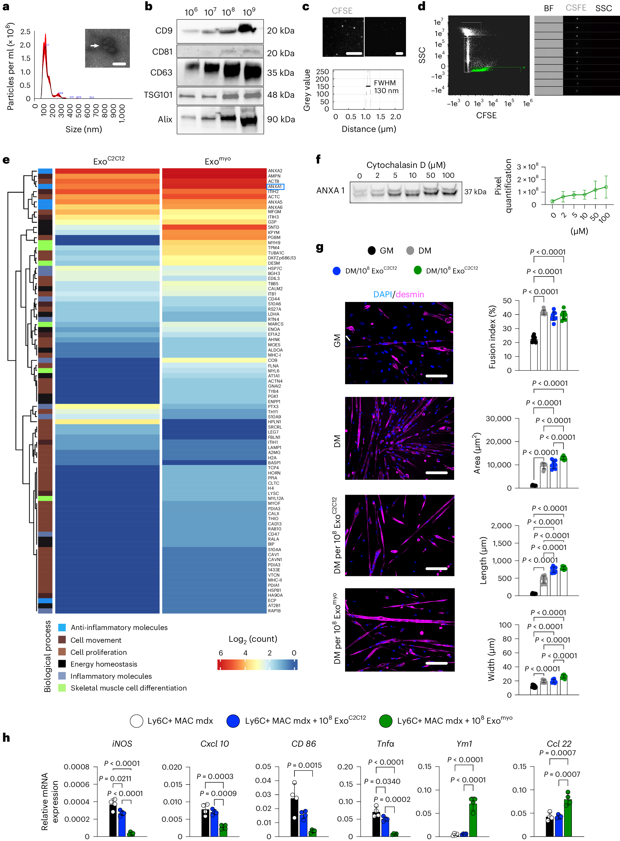 Fig. 1: Exomyo enhances myogenesis and switches macrophages to an anti-inflammatory state.