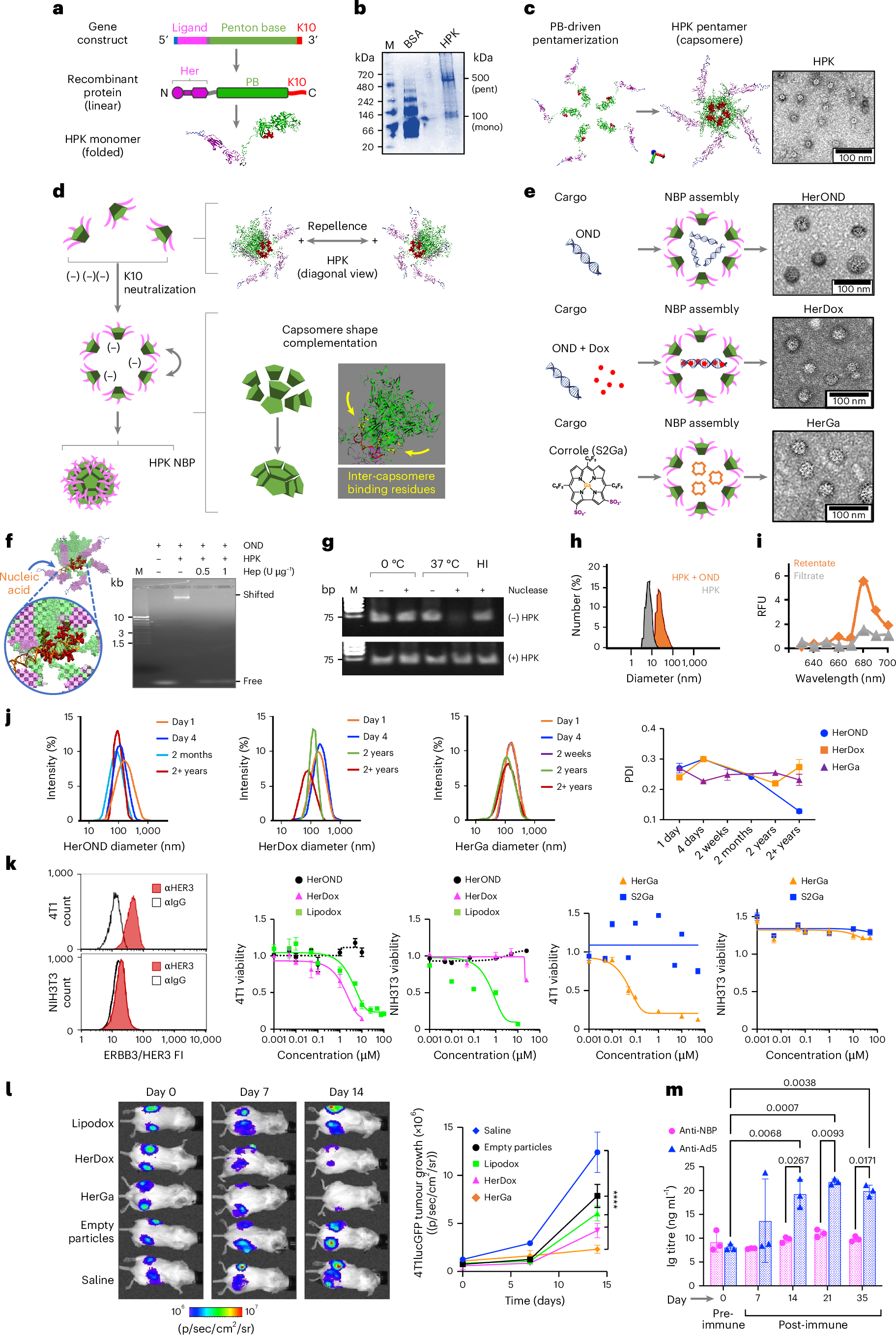 Fig. 1: NBP assembly and characterization.
