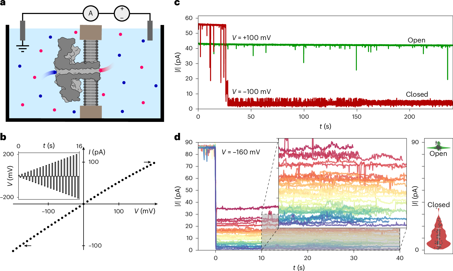 ナノポアが電気ゲートのように機能―新しいバイオセンサーとイオンコンピューティングへの応用(Nanopores act like electrical gates)