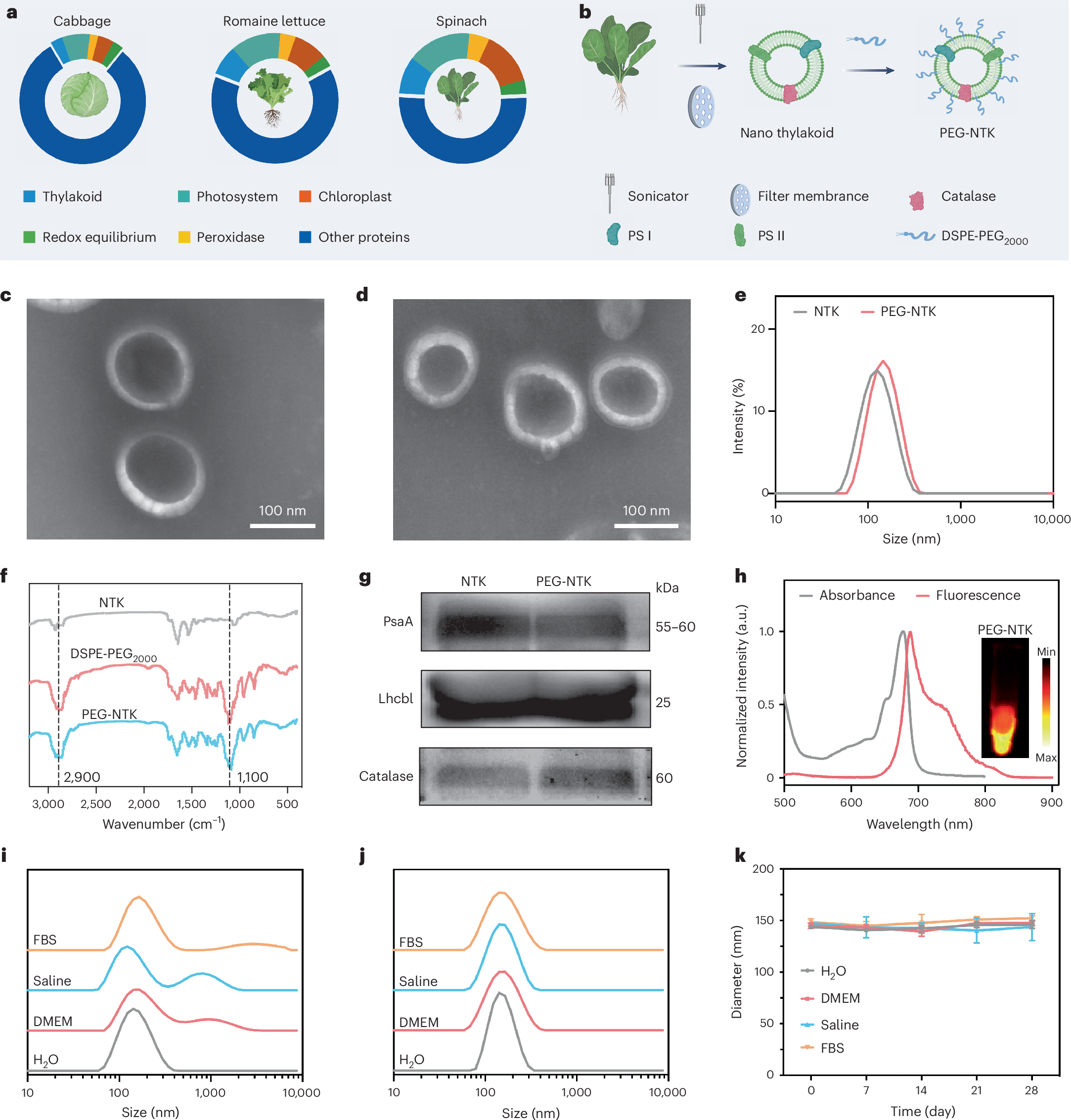 Bioengineered photosynthetic nanothylakoids reshape the inflammatory  microenvironment for rheumatoid arthritis therapy