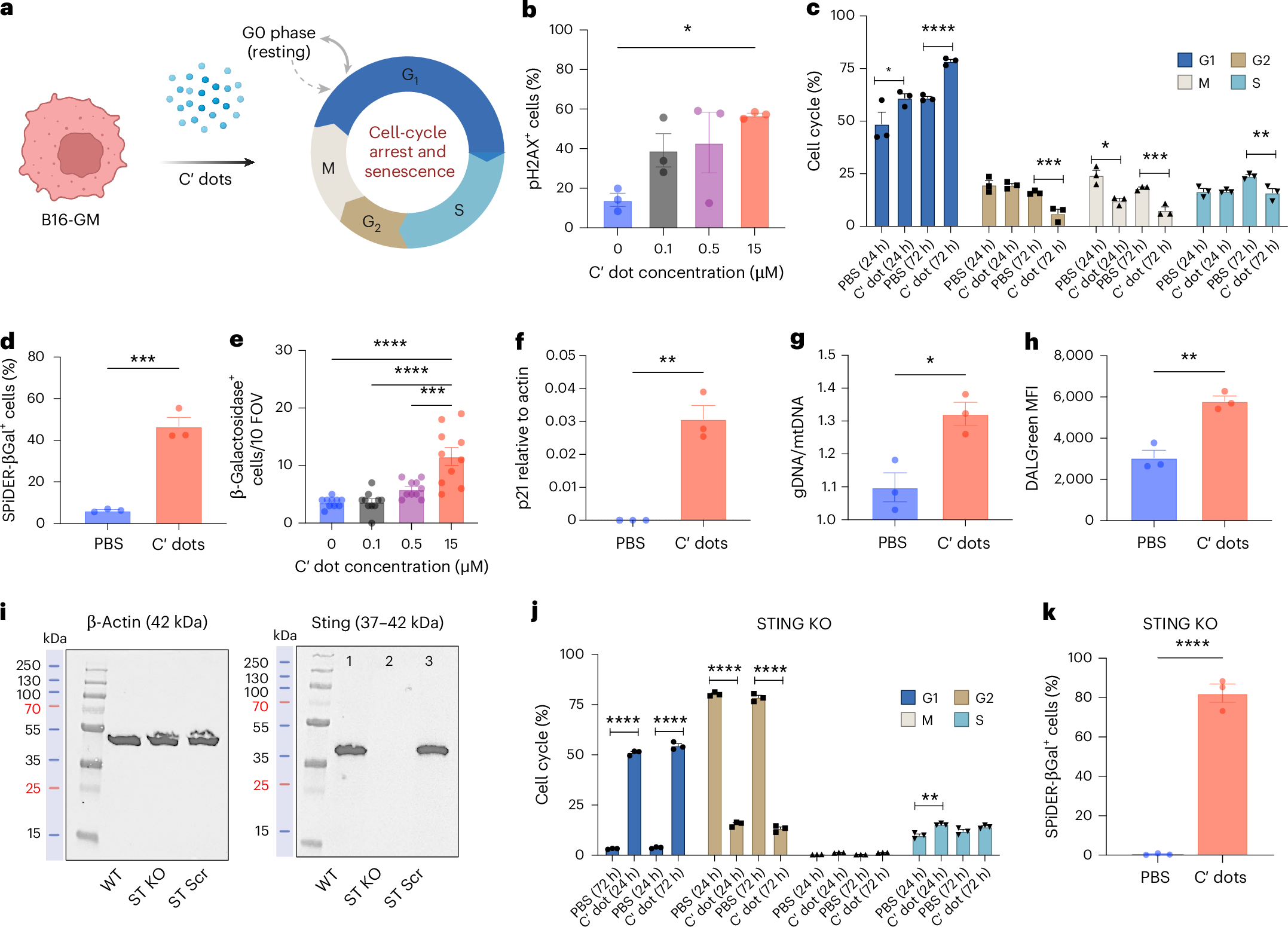 Fig. 4: Cell-cycle arrest and senescence in STING competent and deficient (KO) B16-GM cells following C′ dot exposure.
