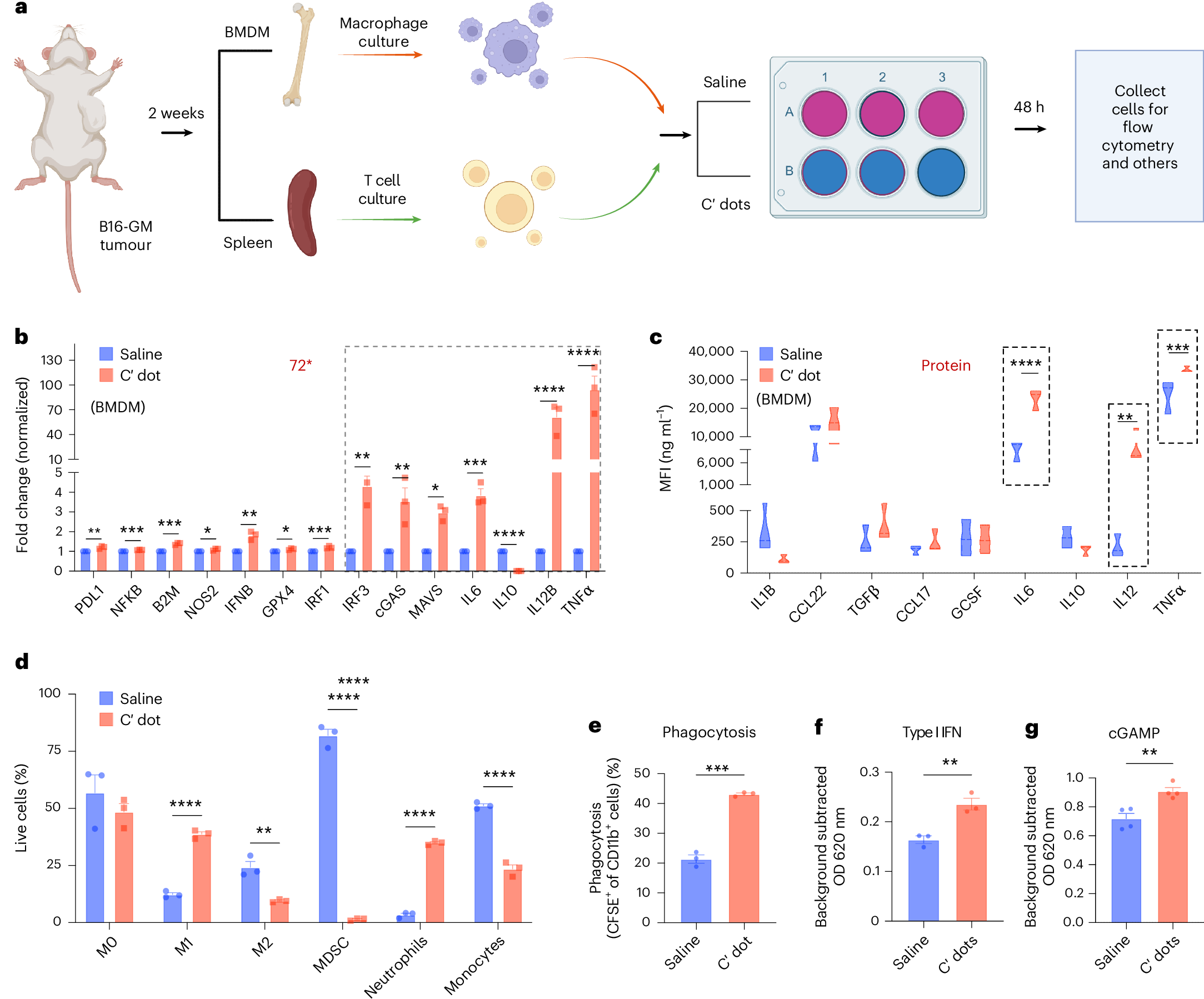 Fig. 5: Myeloid cell immunomodulation by C′ dots.